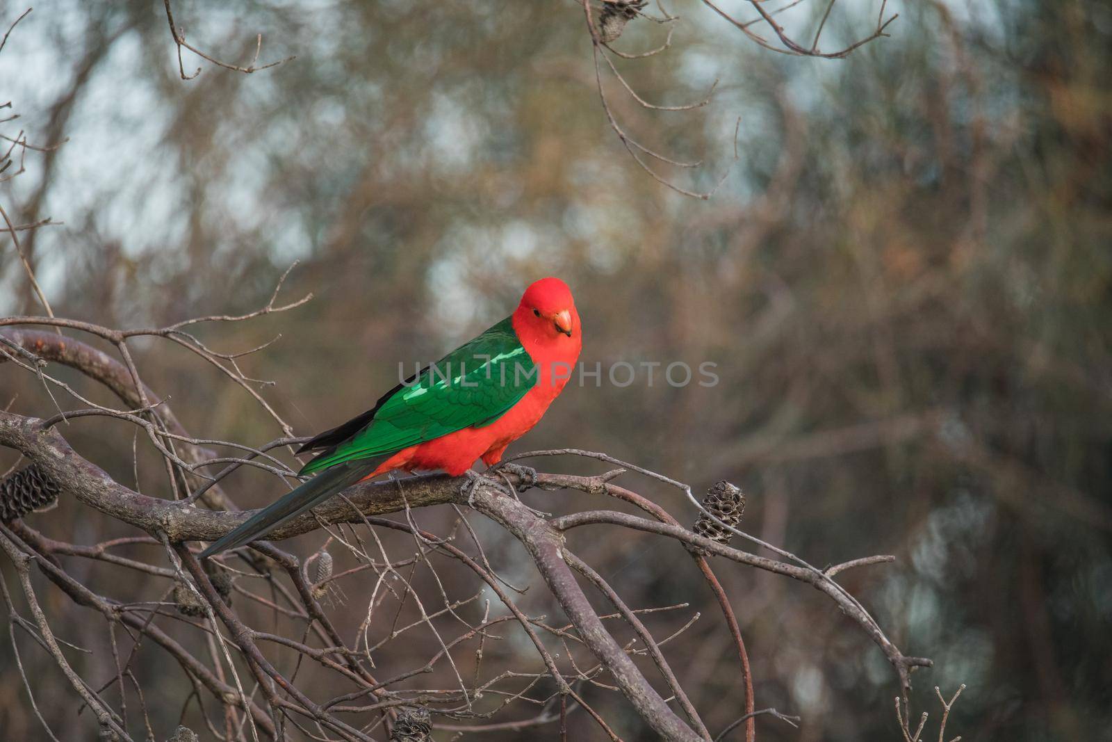 Australian King Parrot Perched in tree. High quality photo