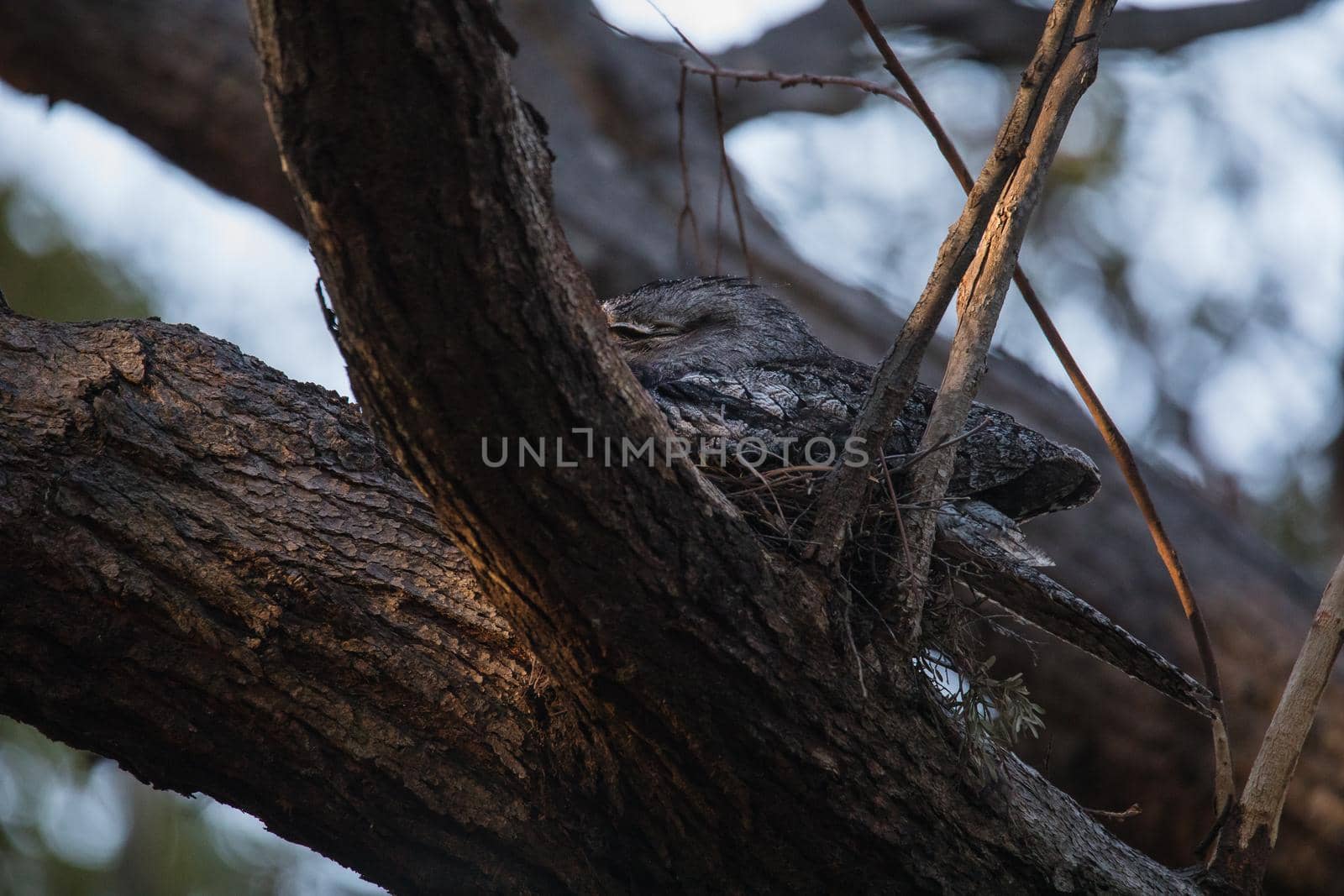 Tawny Frogmouth resting on tree branch by braydenstanfordphoto