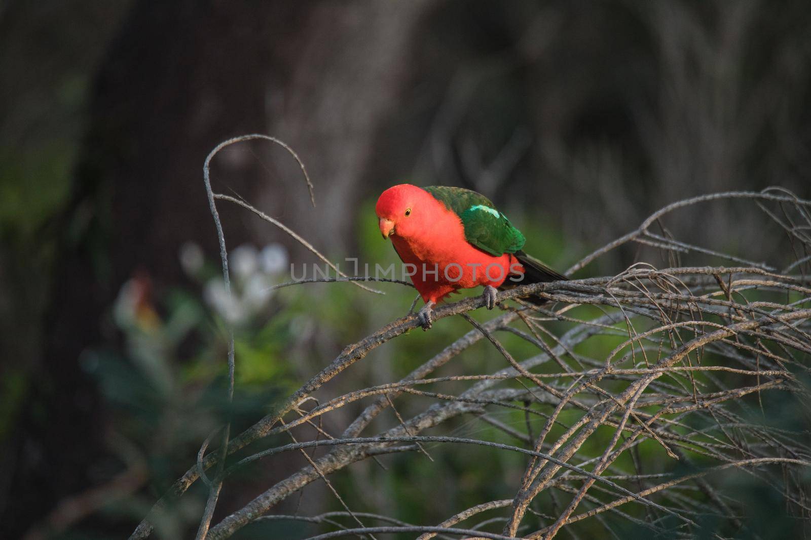 Australian King Parrot Perched in tree. High quality photo