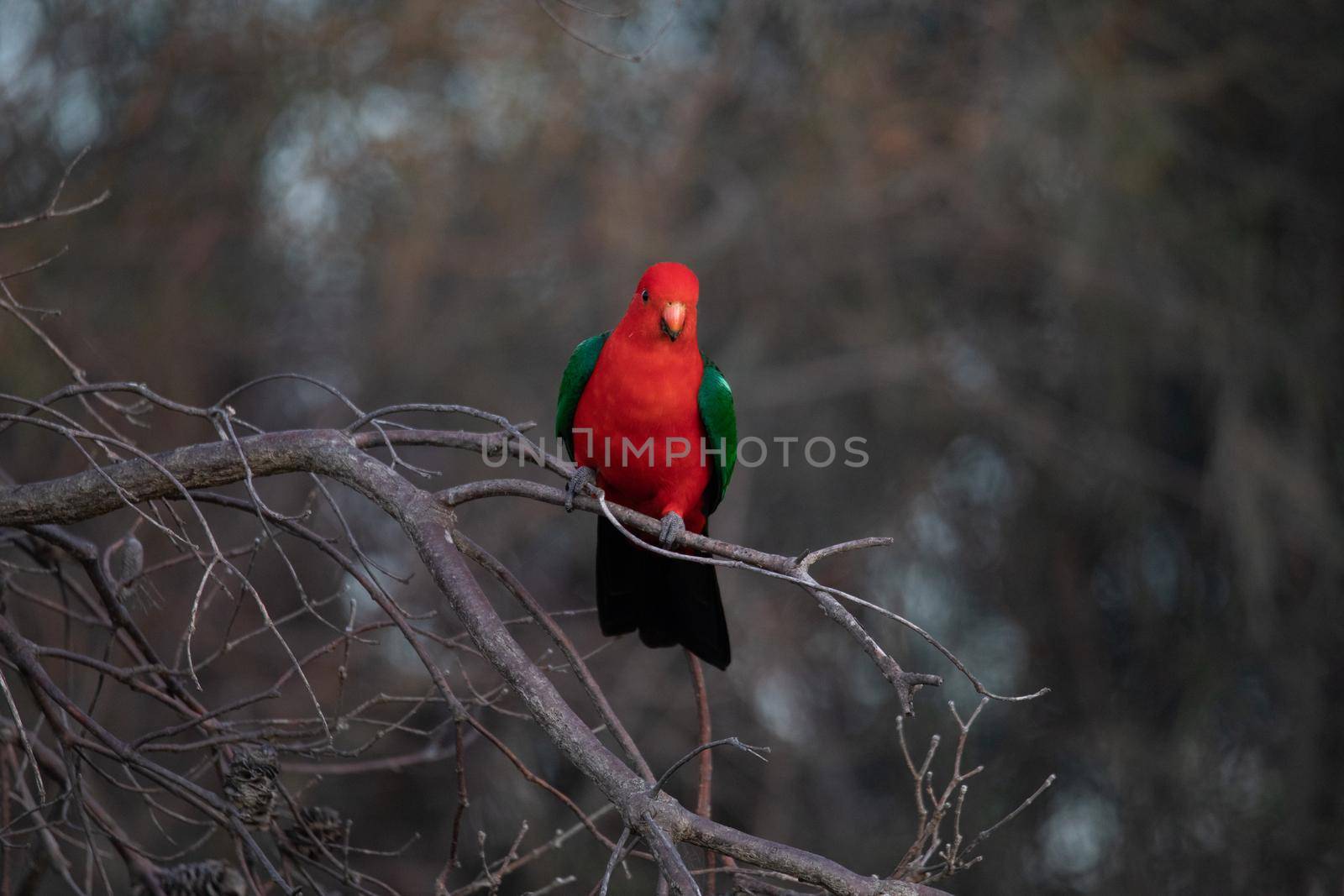Australian King Parrot Perched in tree by braydenstanfordphoto