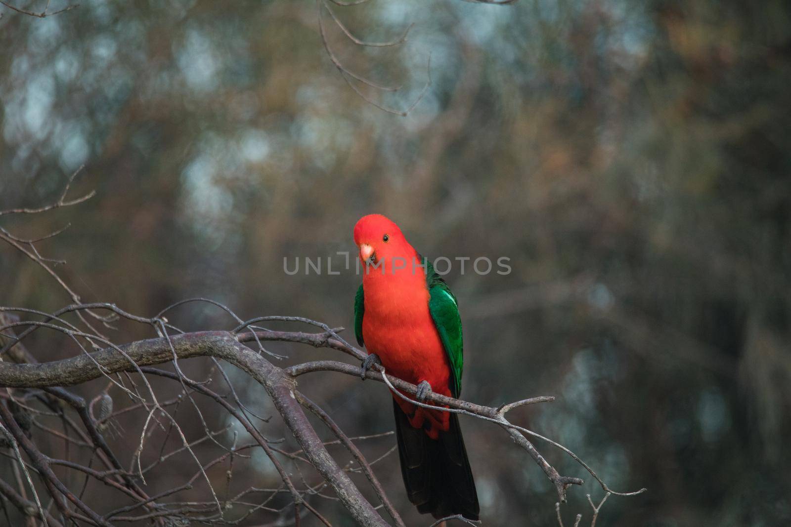 Australian King Parrot Perched in tree. High quality photo