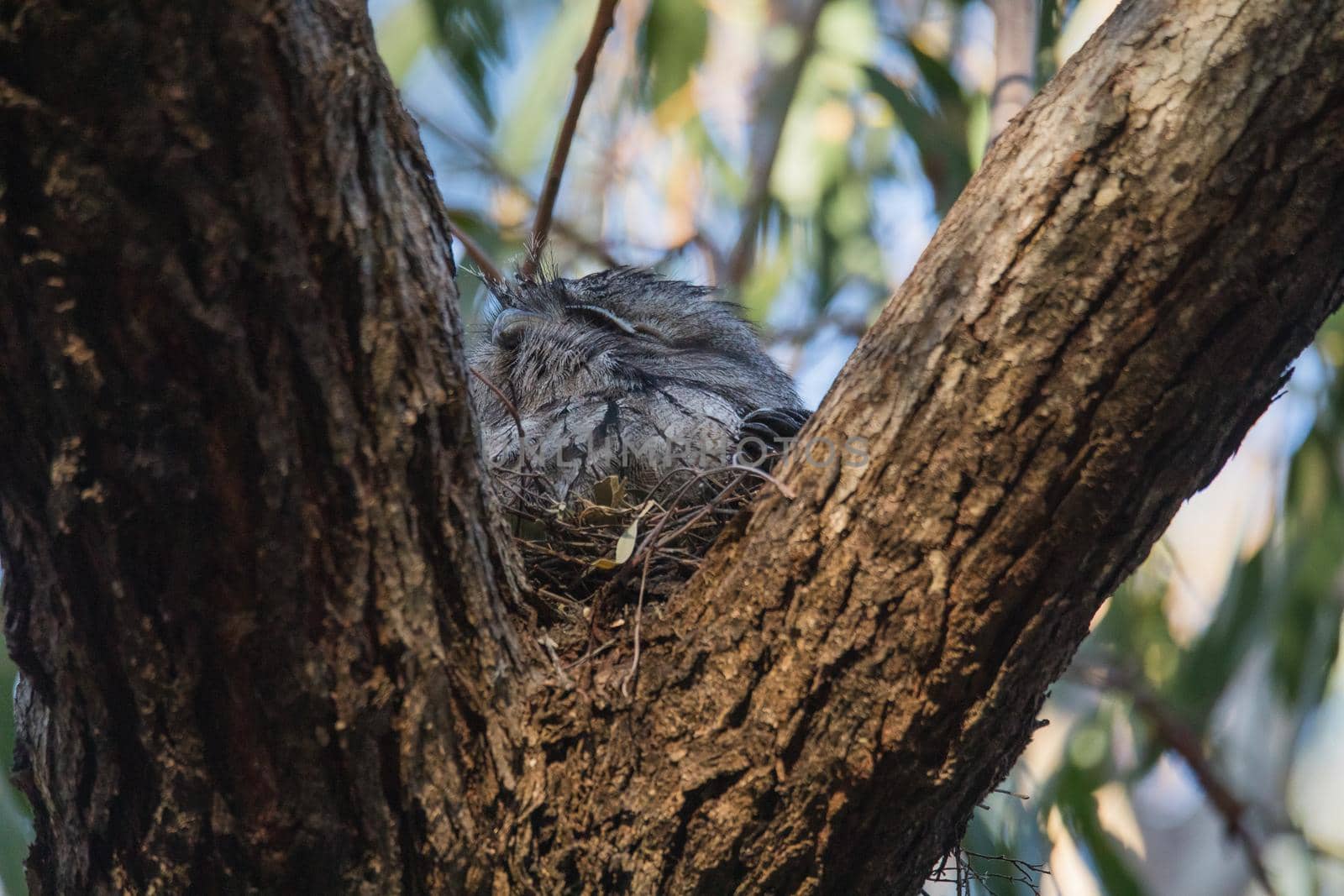 Tawny Frogmouth resting on tree branch by braydenstanfordphoto