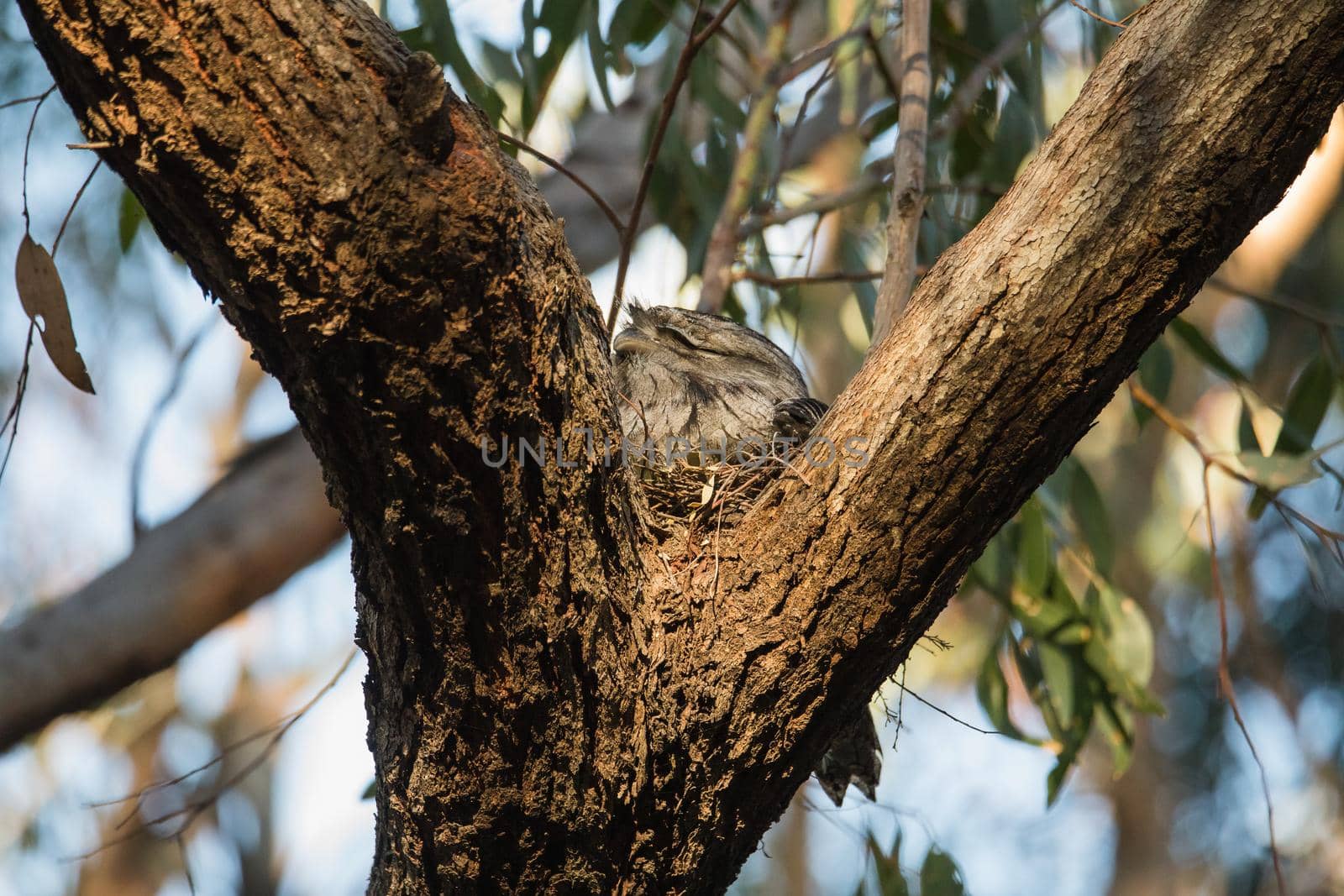 Tawny Frogmouth resting on tree branch. High quality photo