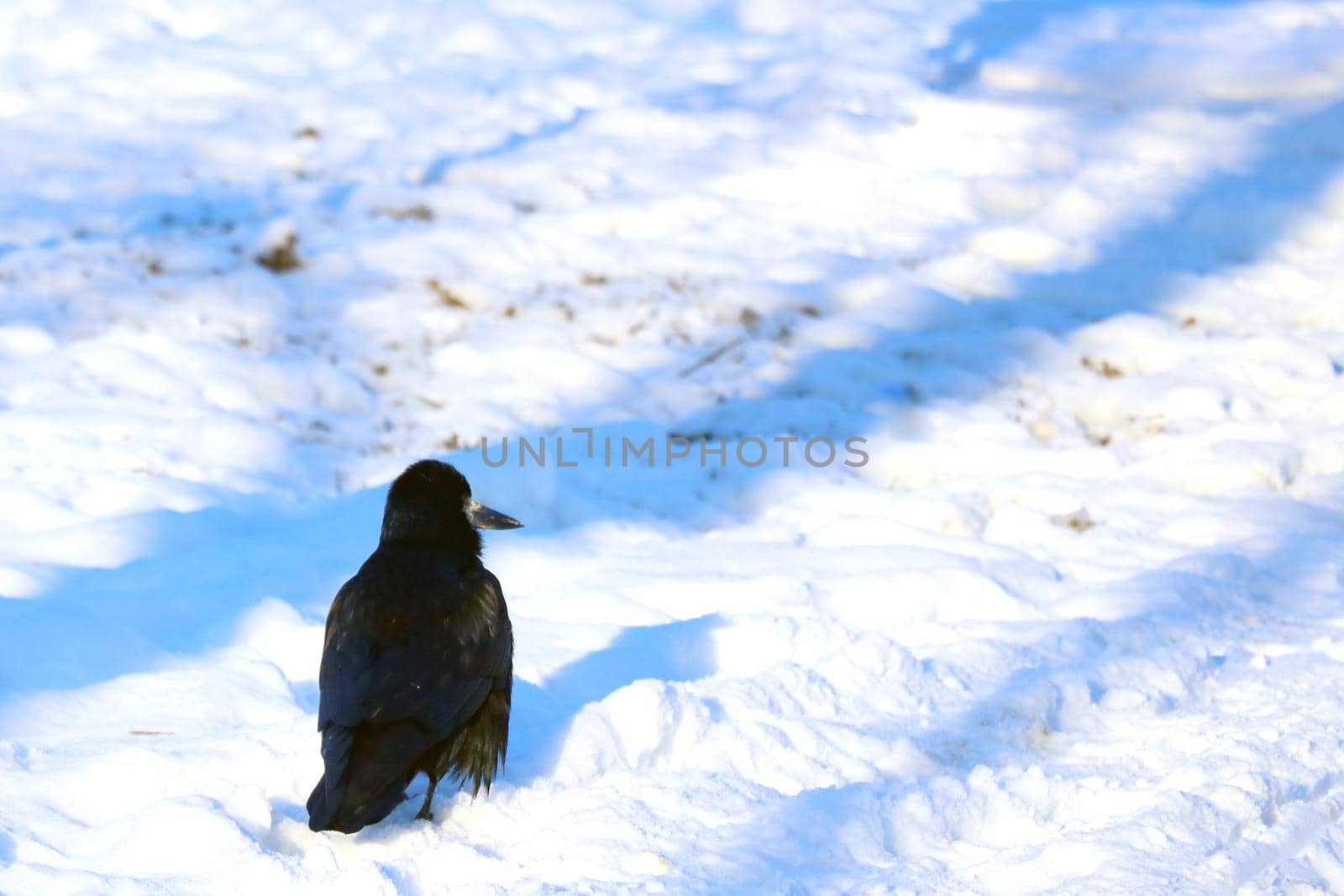 A small black crow sits in the snow in winter