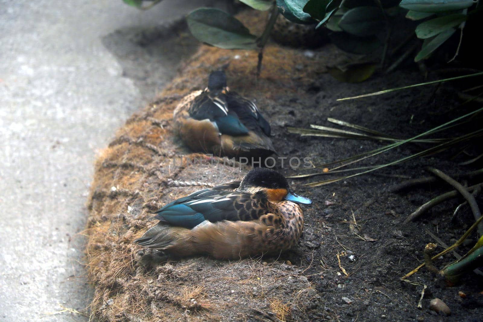 A beautiful little duck sits and watches carefully. by kip02kas