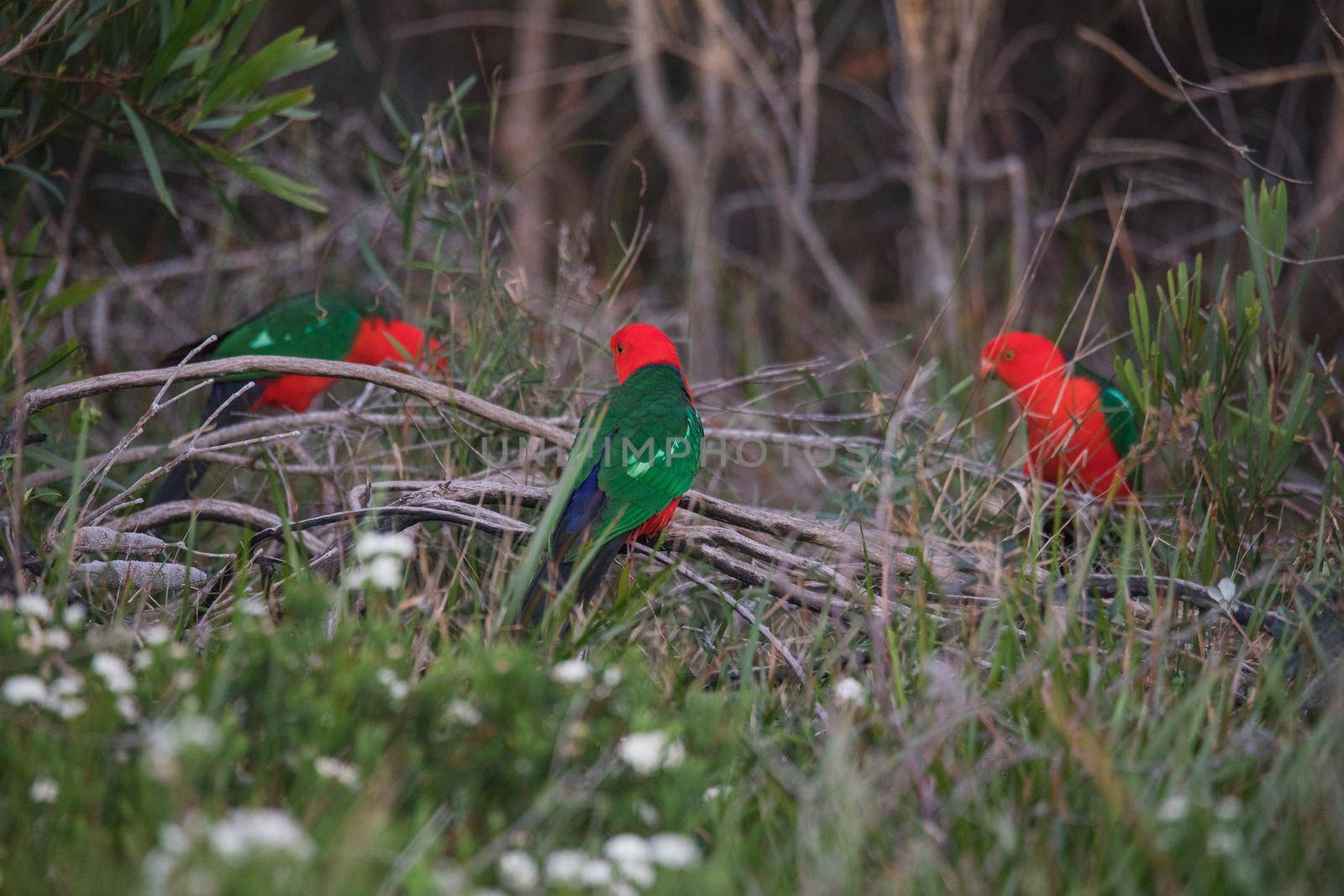 Australian King Parrot Perched in tree. High quality photo