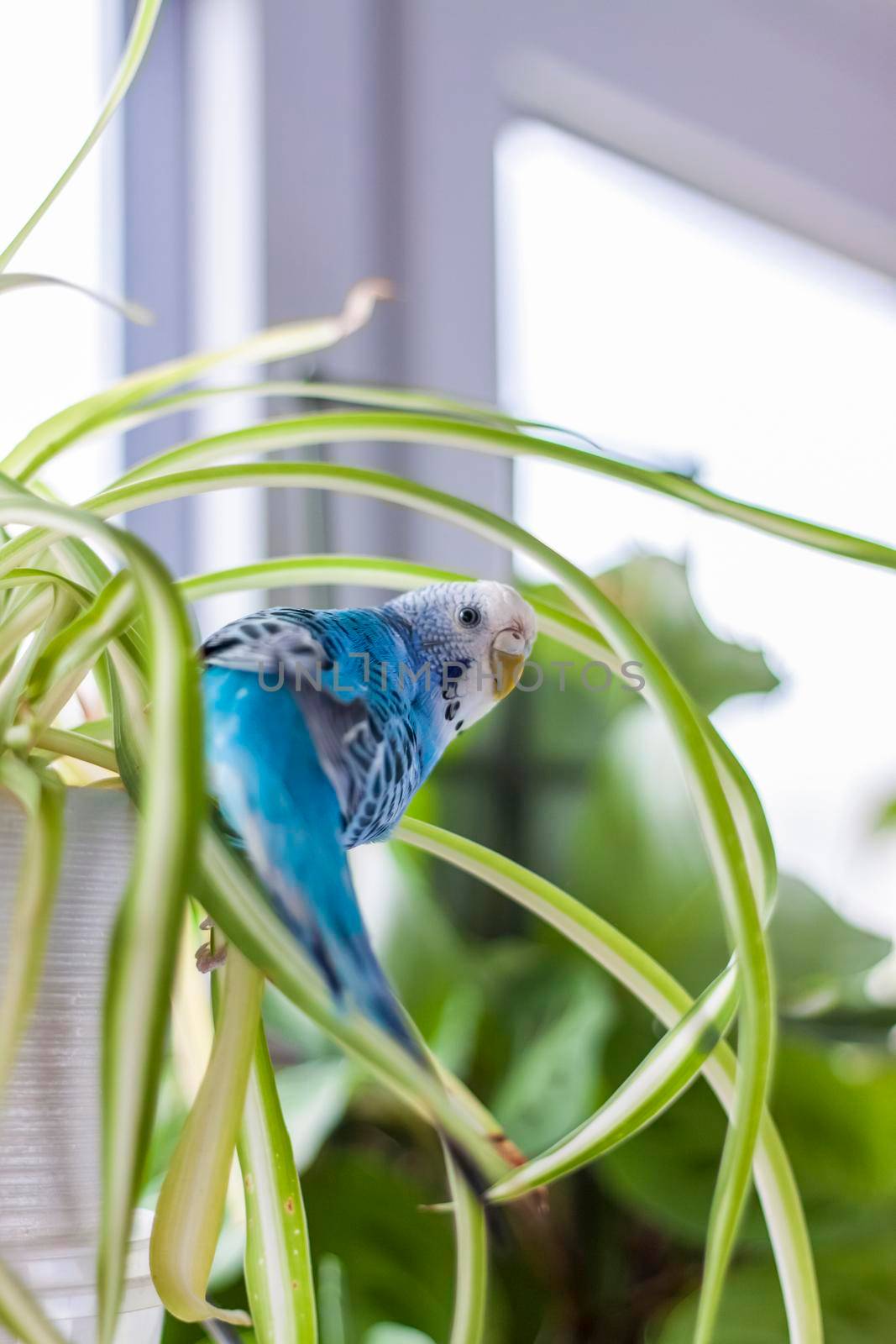 A beautiful blue budgie sits without a cage on a house plant. Tropical birds at home. Feathered pets at home.