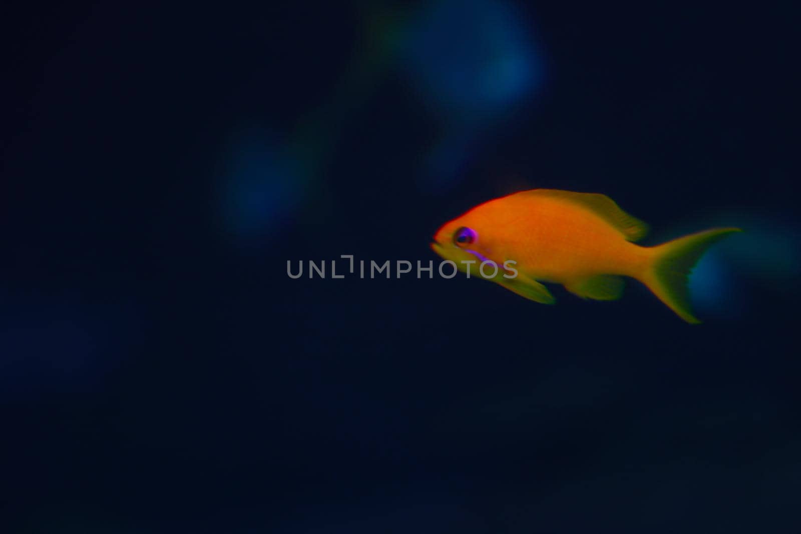 Out of focus, blurred background. A small orange fish swims in the water. Night shooting. by kip02kas