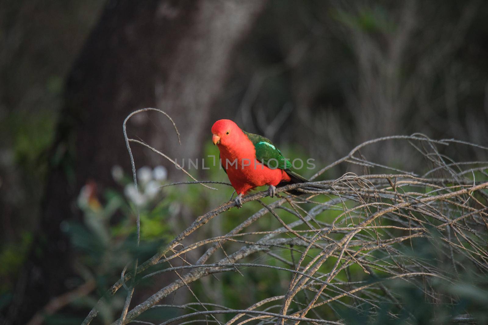 Australian King Parrot Perched in tree. High quality photo