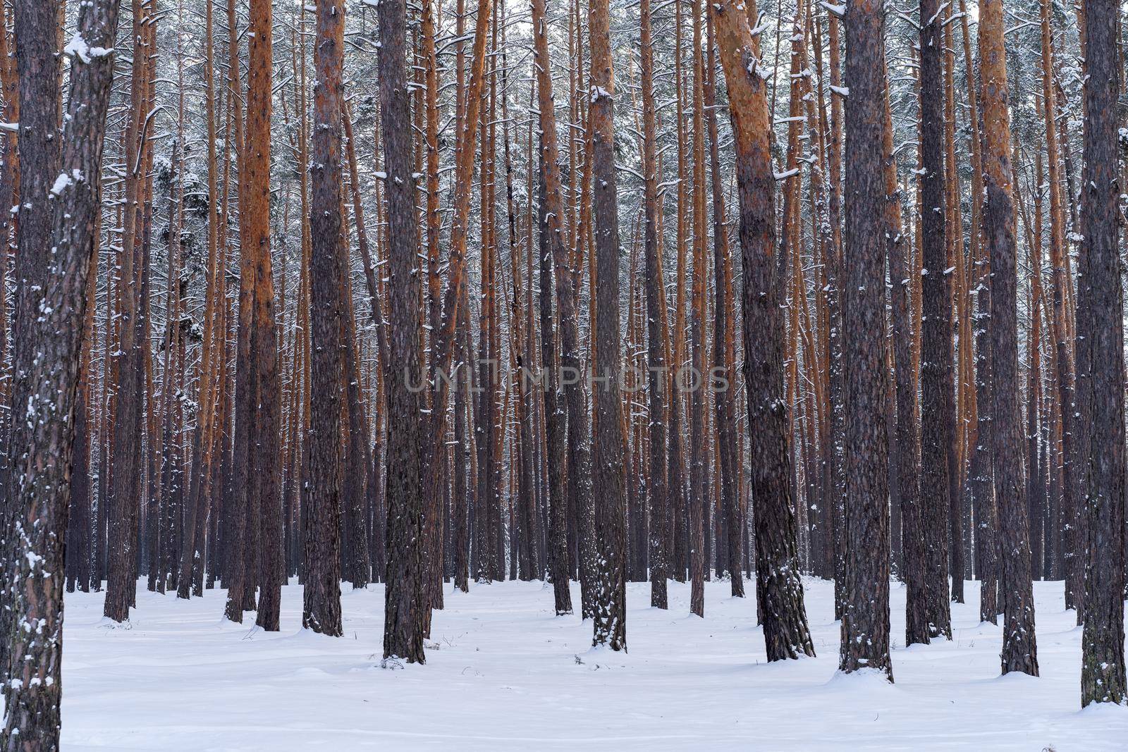 Early spring landscape of the snow in the pine forest. Landscape only tree trunks