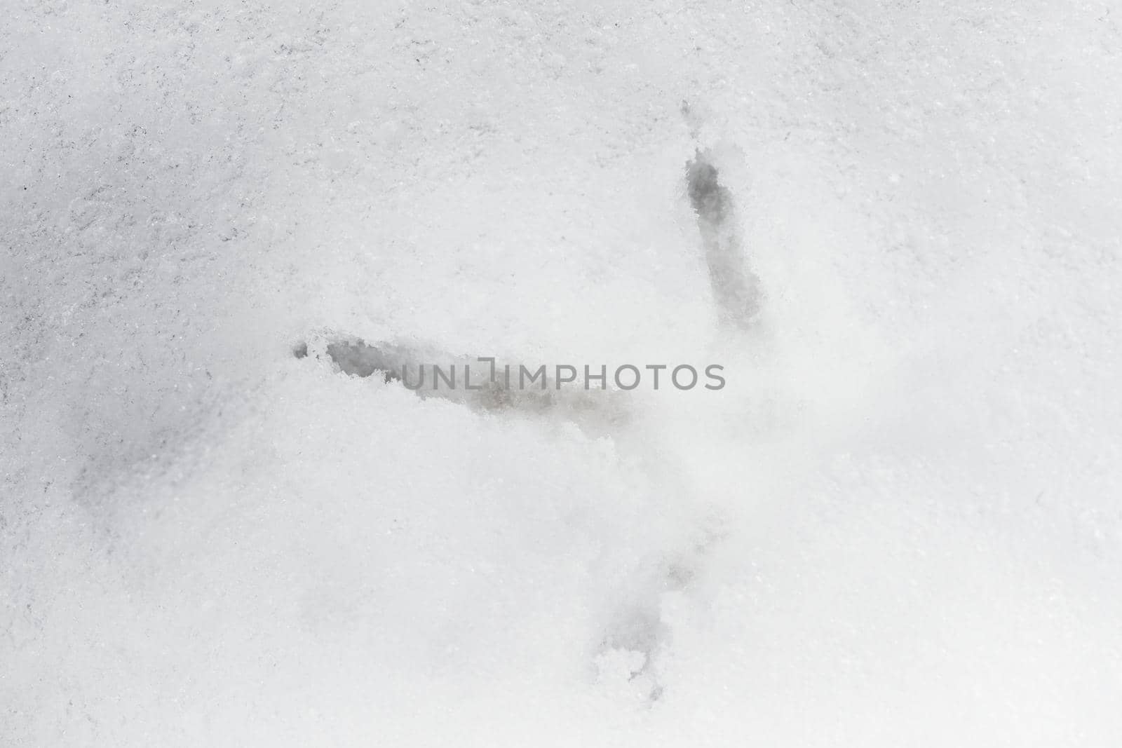 Full frame close up image of a pheasants footprint in deep snow. Cold weather and the frozen setting combine to give this winter theme. Three toes.
