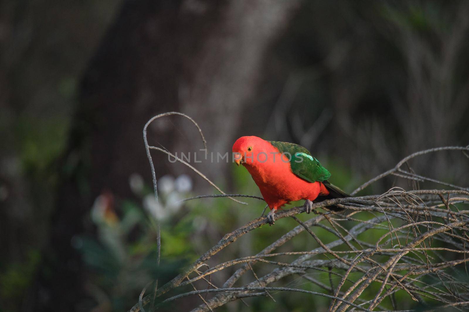 Australian King Parrot Perched in tree by braydenstanfordphoto