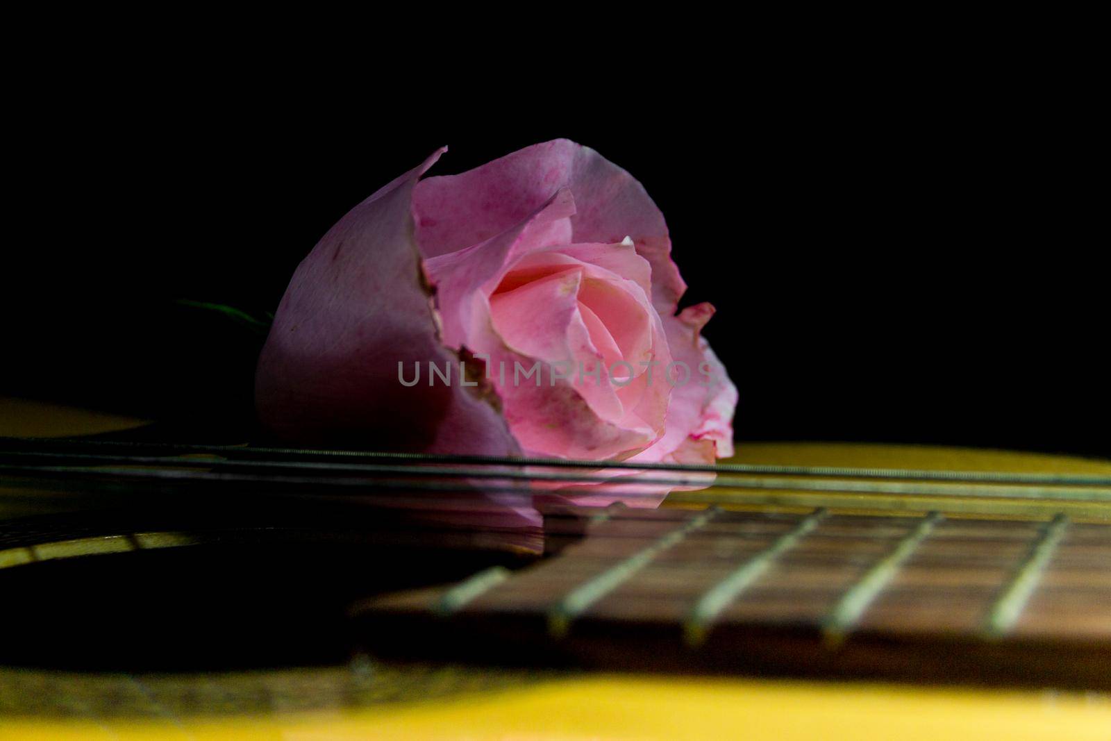 a pink bud on the guitar strings on a black background
