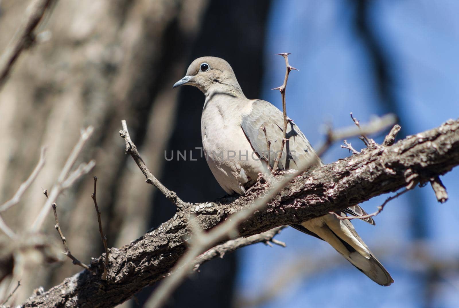 a pigeon perched on the branch in its natural habitat by GabrielaBertolini