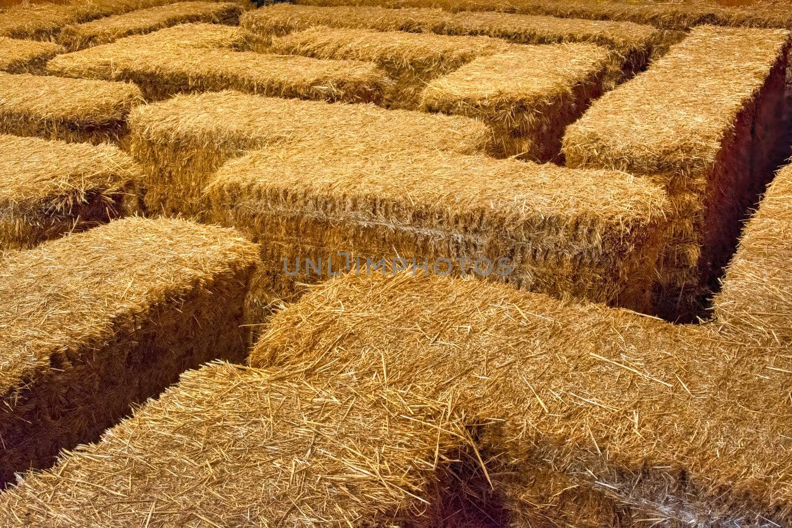 Maze built with golden straw stack tightened with straps. Texture background of yellow straw bale