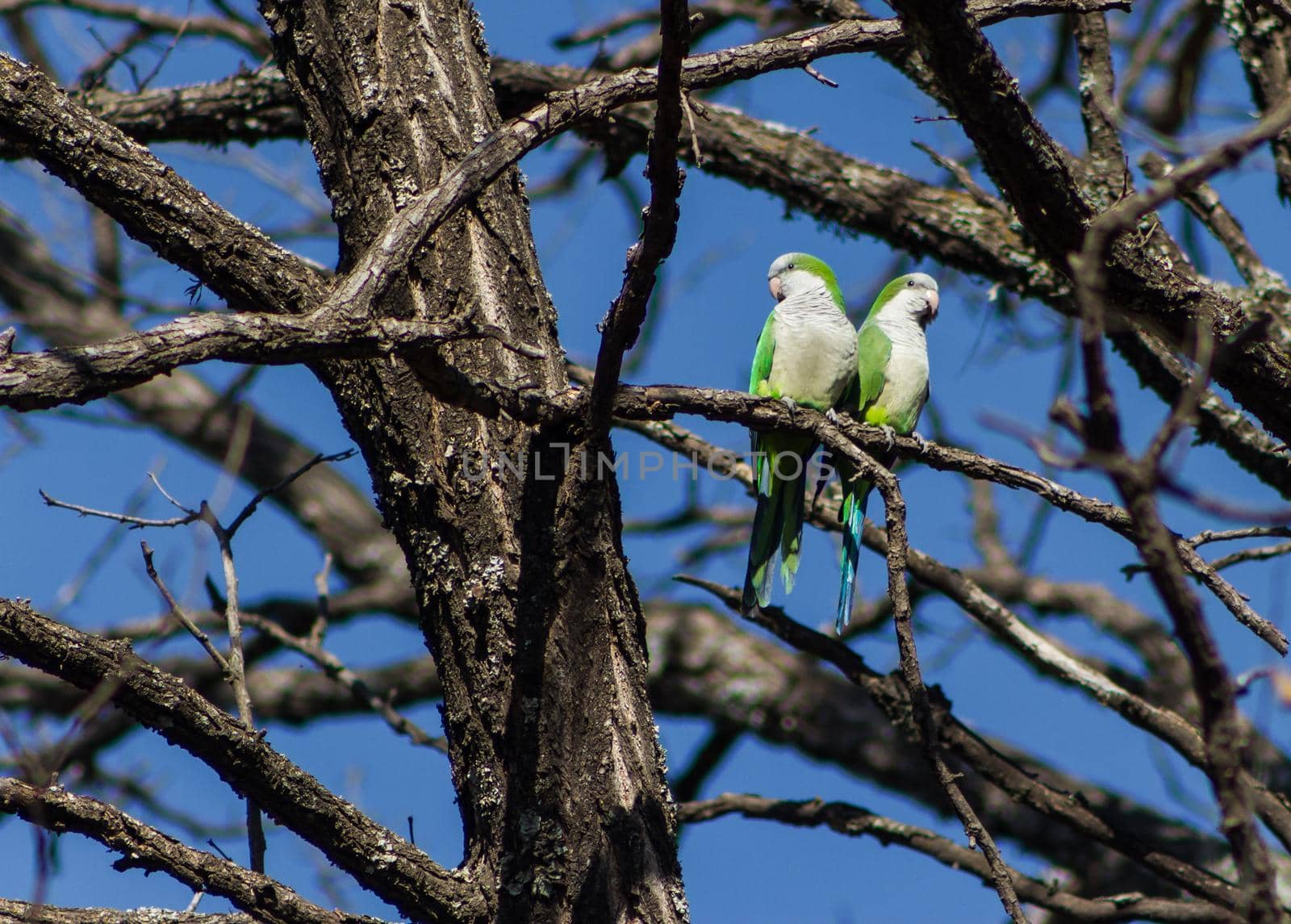 pair of Argentine parrots perched on tree branches in their natural habitat