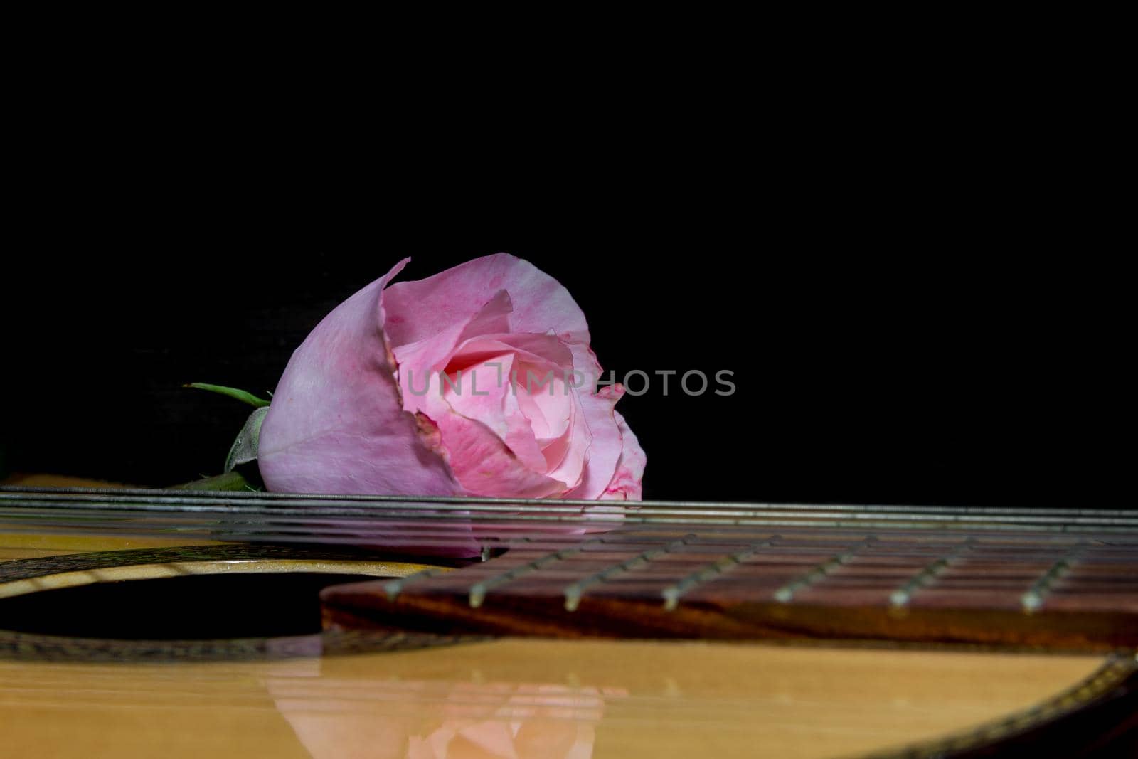 a pink bud on the guitar strings by GabrielaBertolini