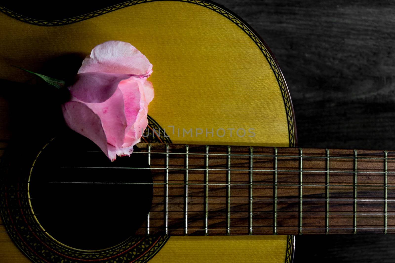 a pink bud on the guitar strings by GabrielaBertolini