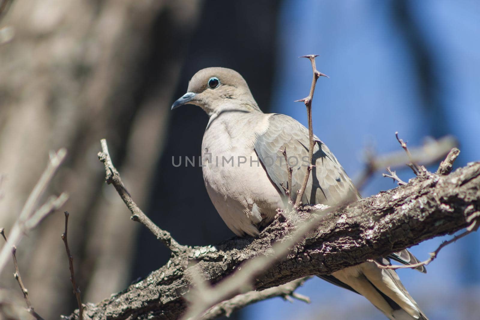 a pigeon perched on the branch in its natural habitat by GabrielaBertolini