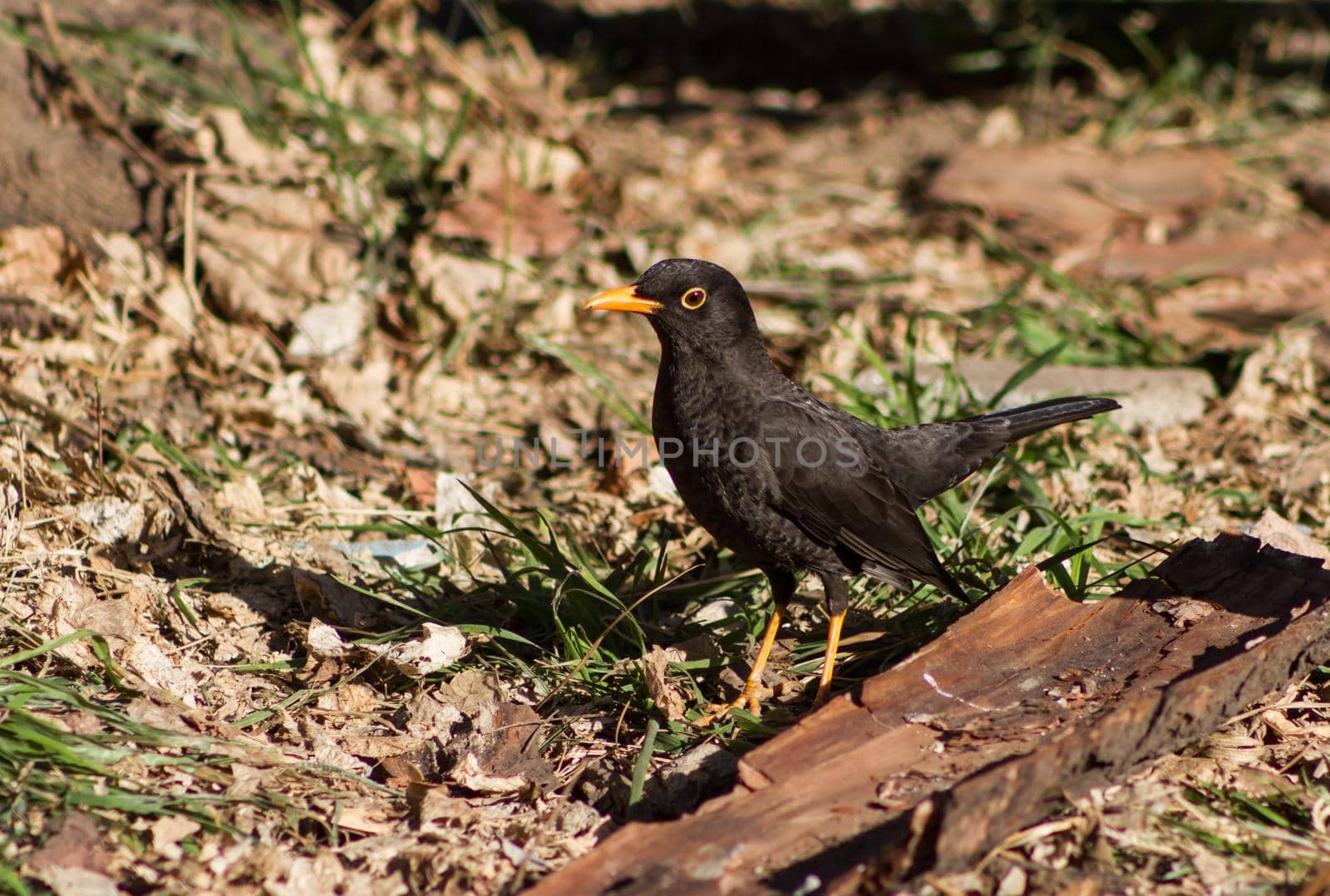 a blackbird walking through the field in South America