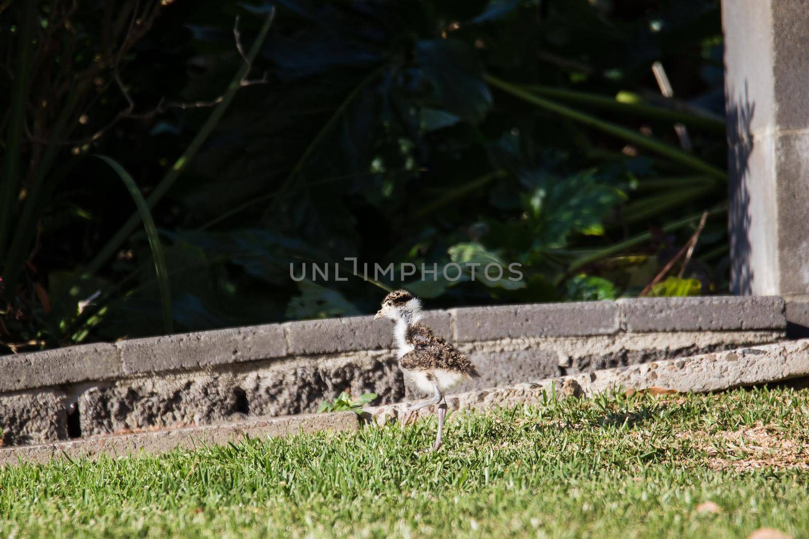 Baby Masked Lapwing chick walking on the green grass at a botanical garden. High quality photo