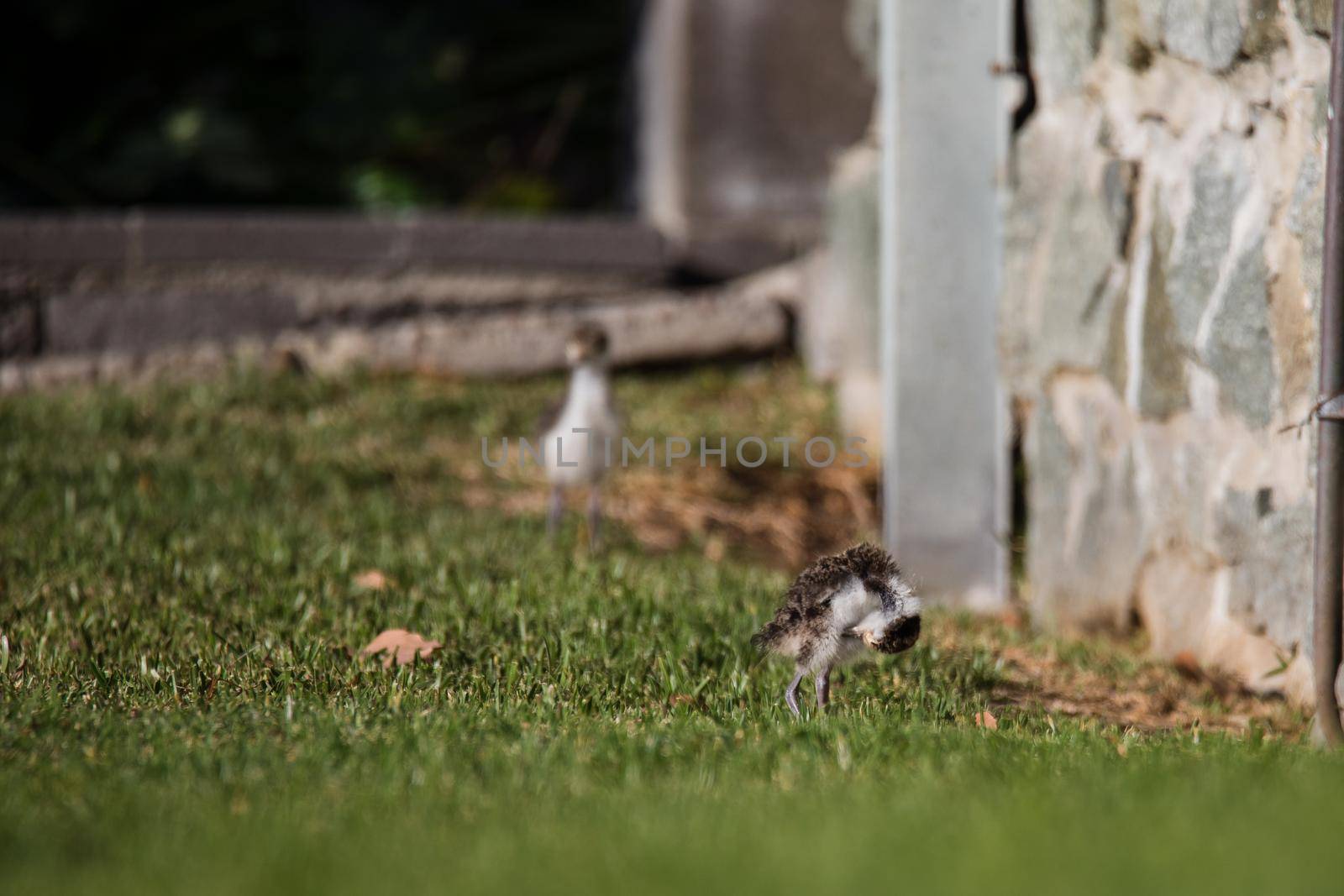Baby Masked Lapwing chick walking on green grass. by braydenstanfordphoto