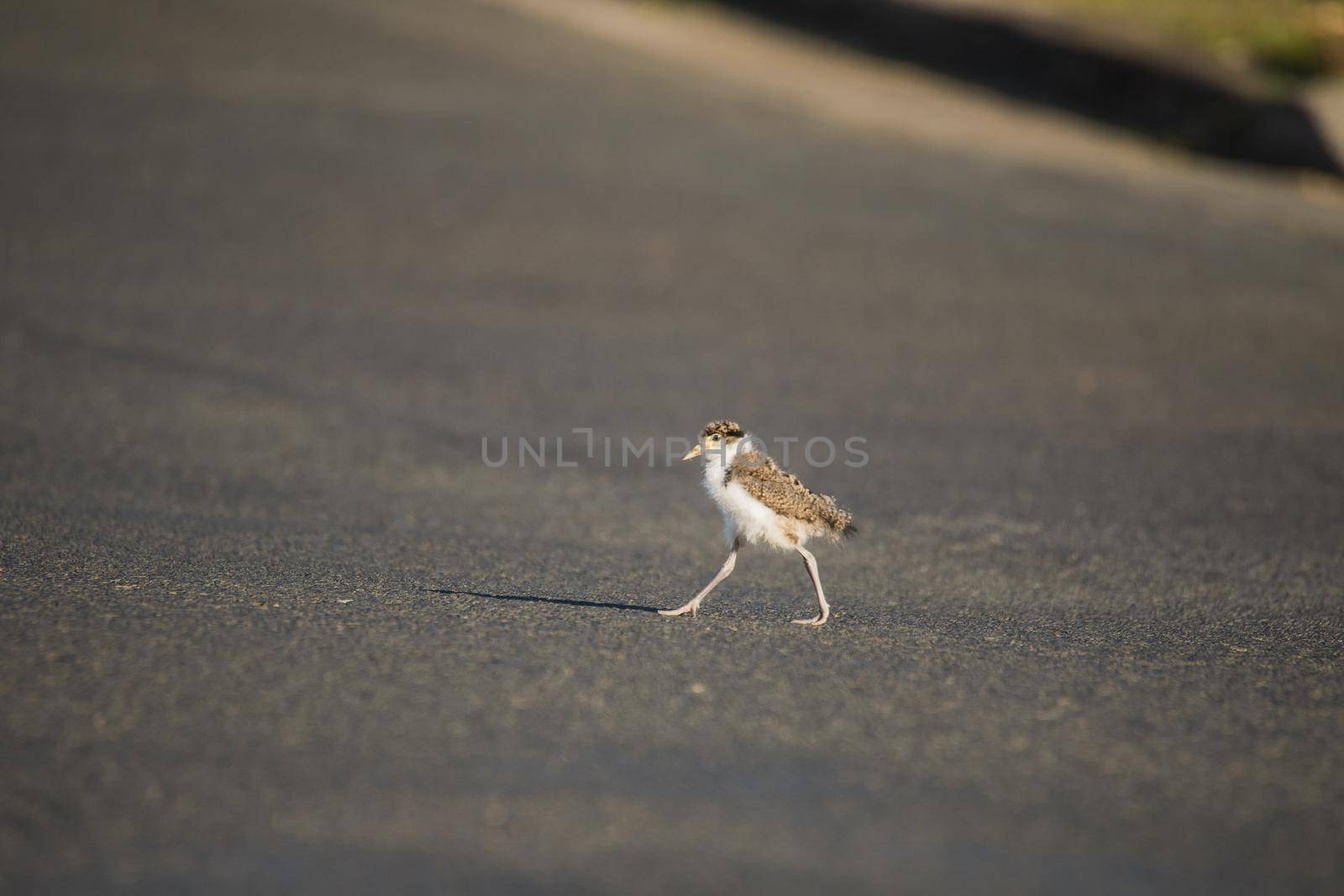 Baby Masked Lapwing chick walking on the green grass at a botanical garden. High quality photo