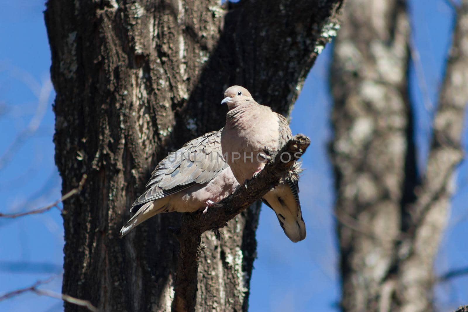 a couple of pigeons perched on the tree branch by GabrielaBertolini