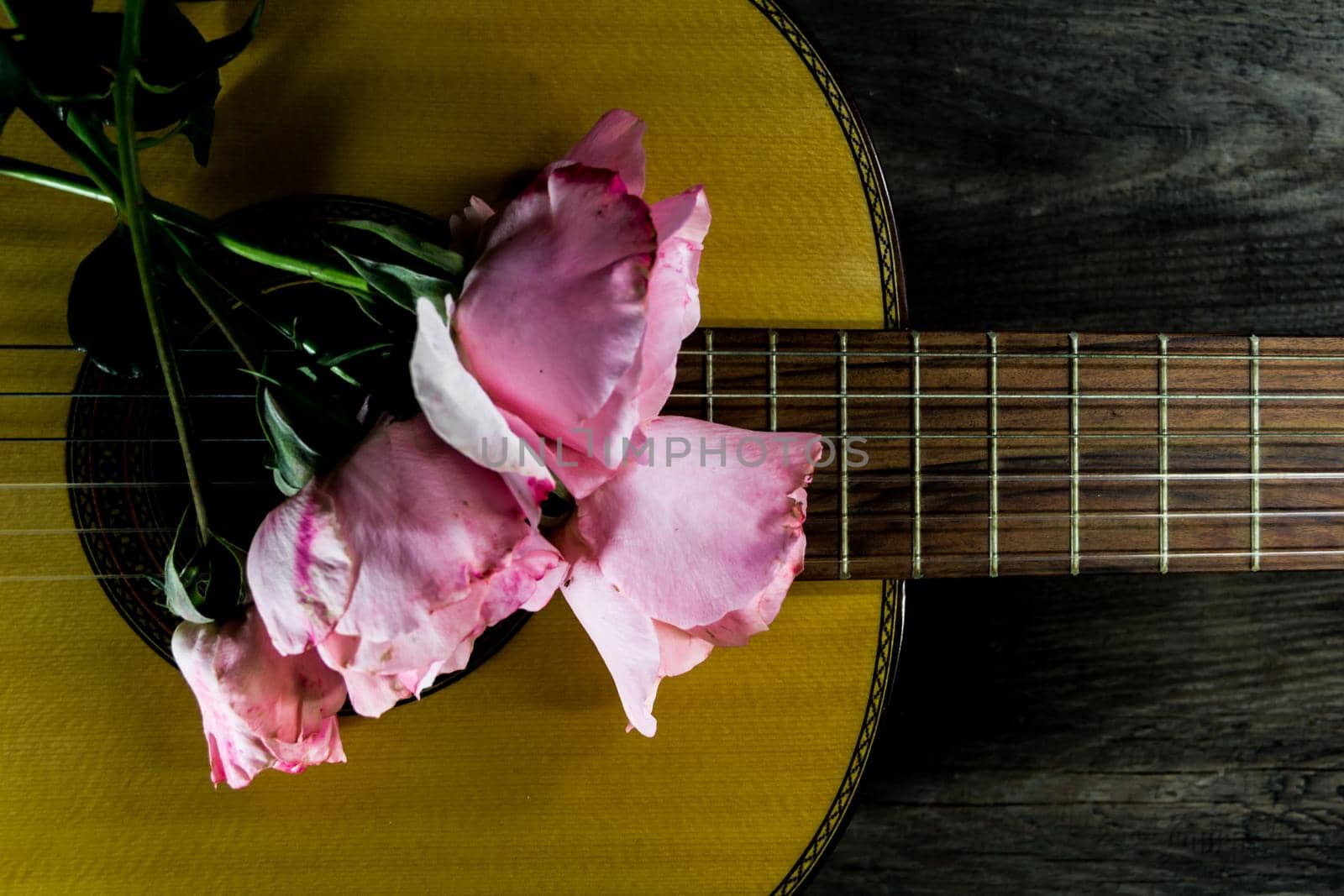 a bouquet of pink roses on the guitar strings by GabrielaBertolini