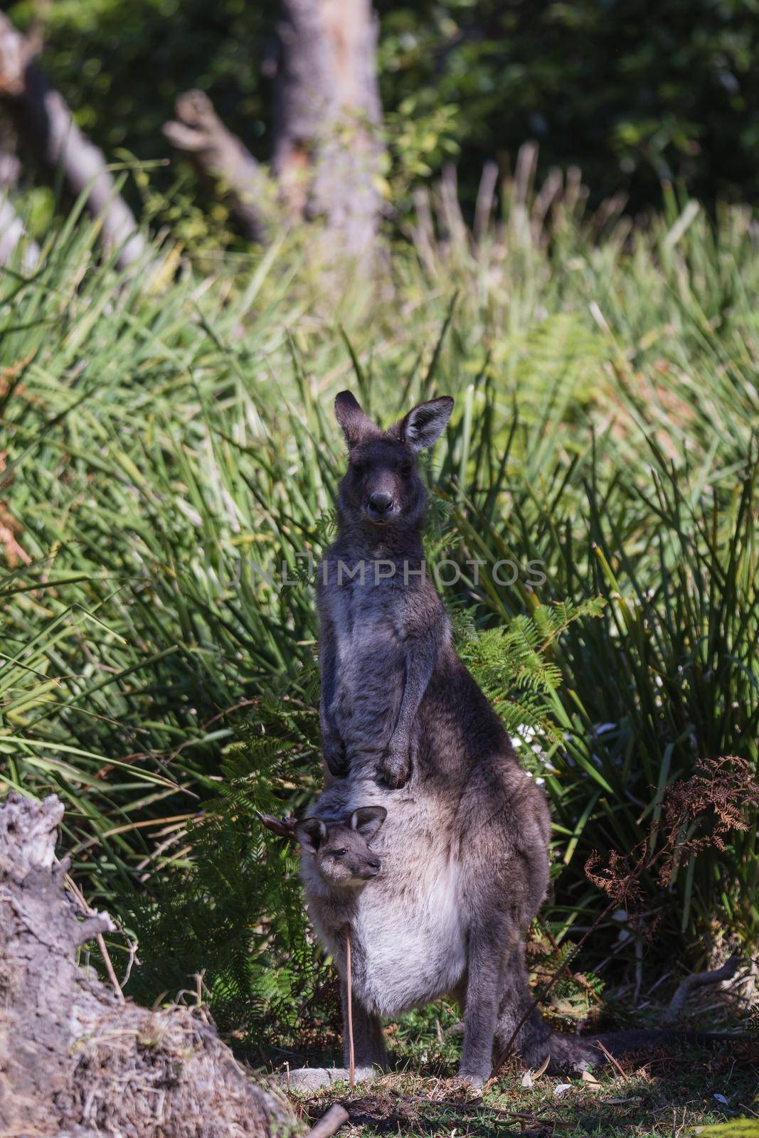 Close-up of a baby Eastern Grey Kangaroo in it's mother's pouch by braydenstanfordphoto