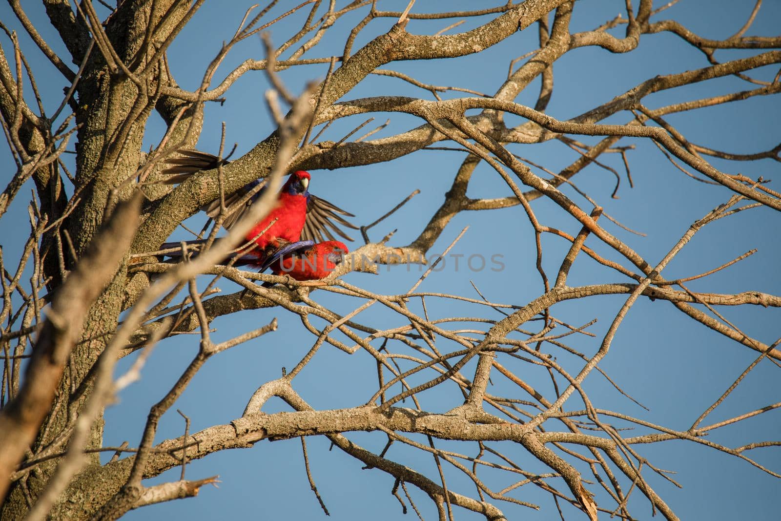 Crimson Rosella bird mating in a tree. by braydenstanfordphoto