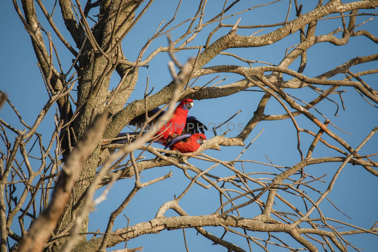 Crimson Rosella bird mating in a tree. by braydenstanfordphoto