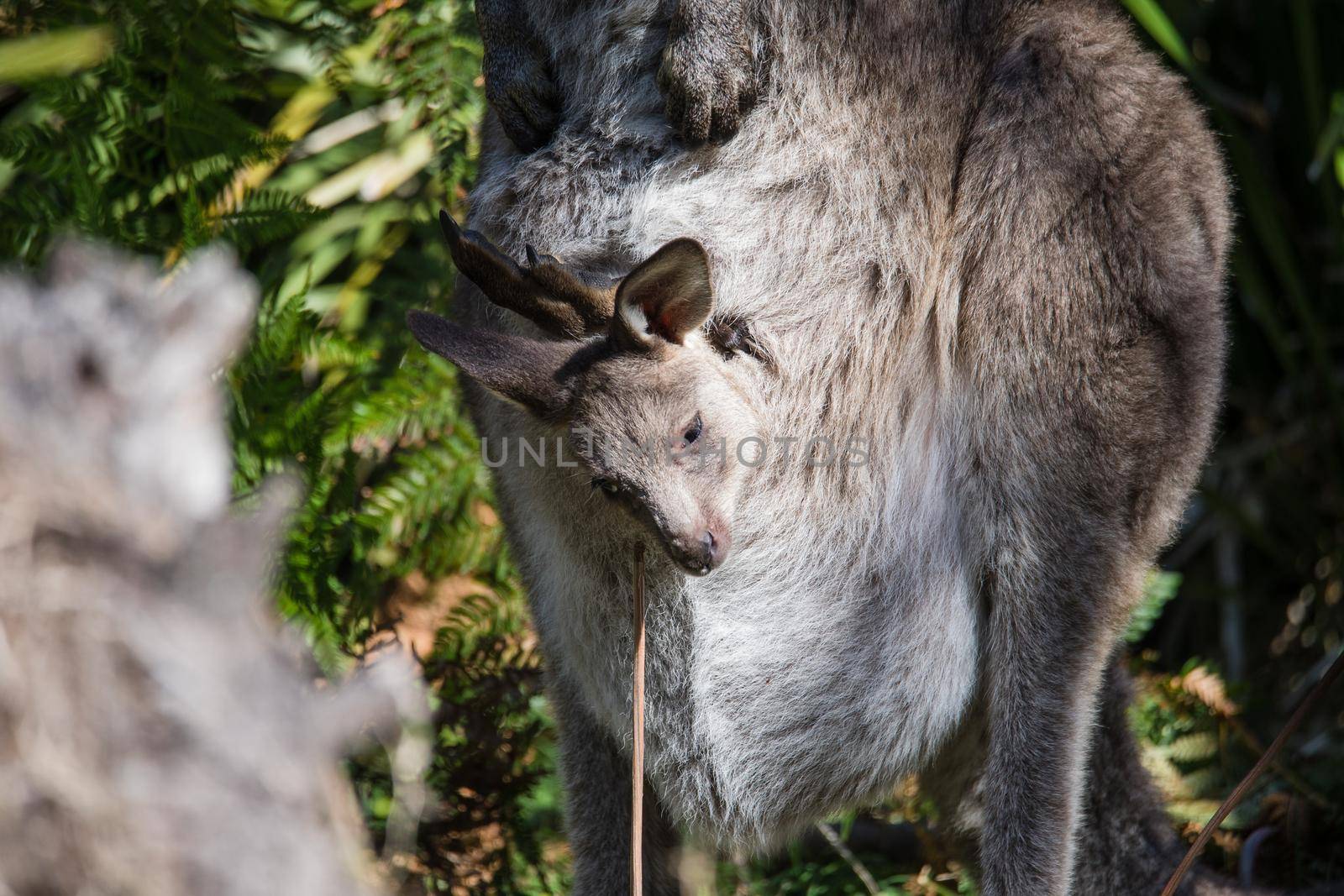 Close-up of a baby Eastern Grey Kangaroo in it's mother's pouch. High quality photo