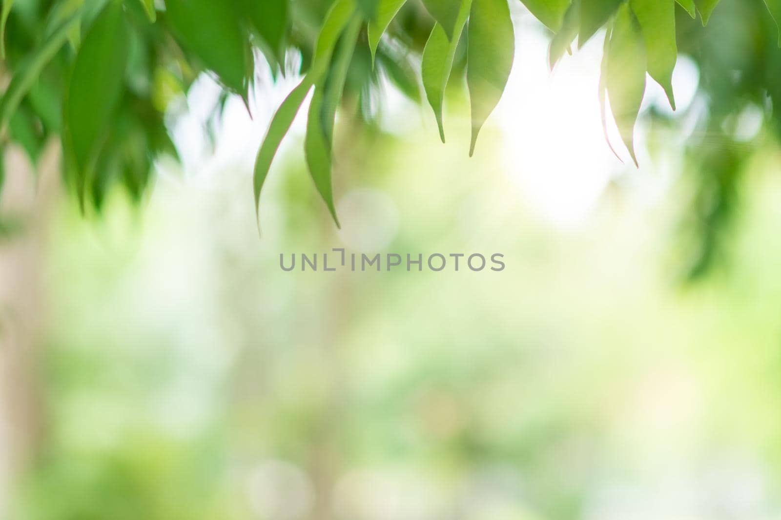 Green toned blurred nature bokeh public park with several trees. by Suwant
