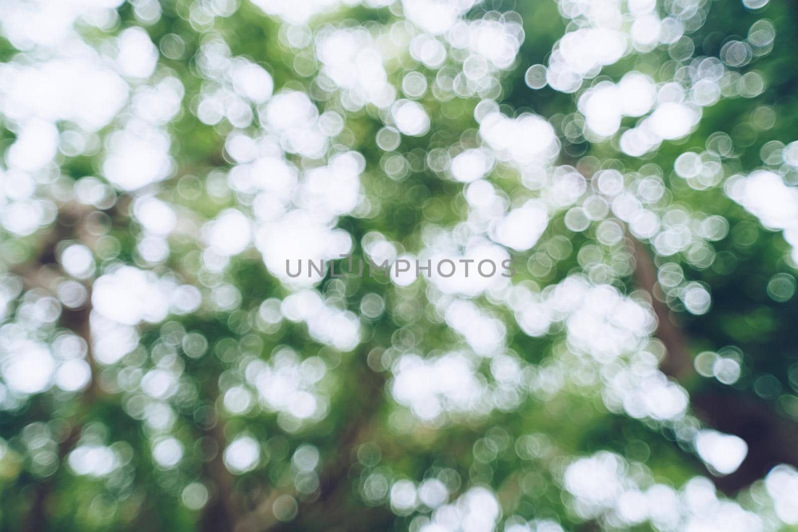 Green toned blurred nature bokeh public park with several trees. by Suwant