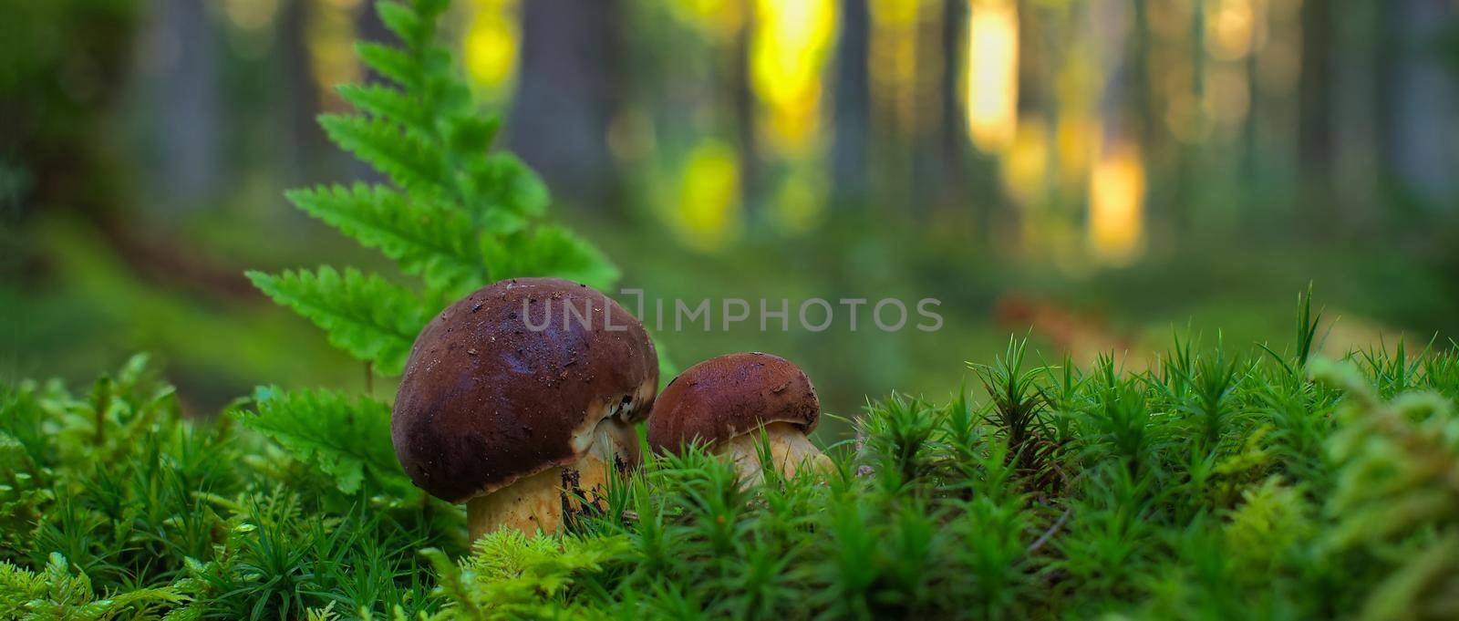 Low angle view of a Cep or Boletus Mushroom growing on lush green moss in a forest between ferns and tree trunks in autumn