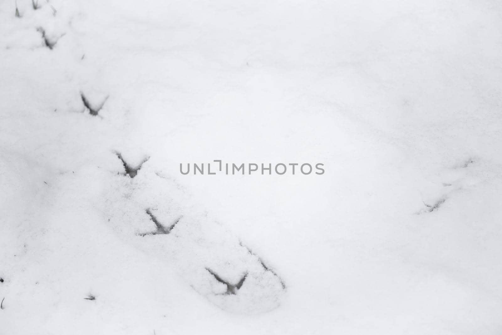 Fresh pheasant bird footprint trail in snow. The birds footprints are on top of older shoe prints that have been partially covered by fresh snowfall