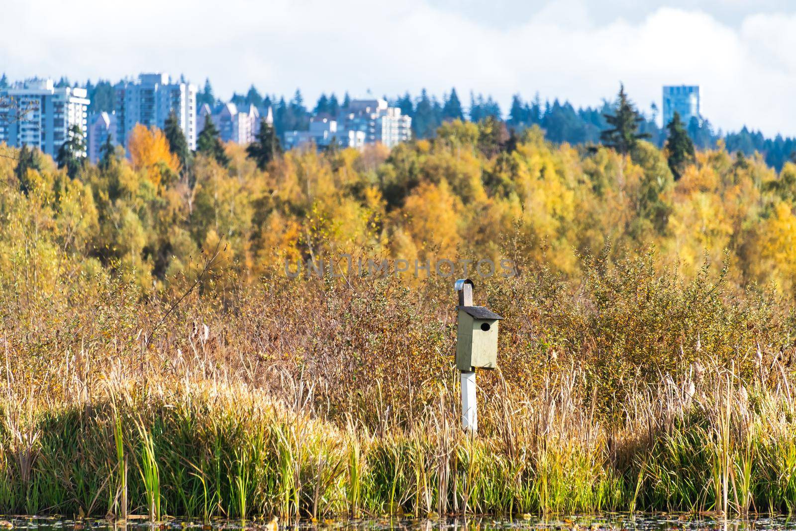 Hand made bird house on a bright autumn day in British Columbia. Swamp nature resort area on Burnaby lake in Grater Vancouver