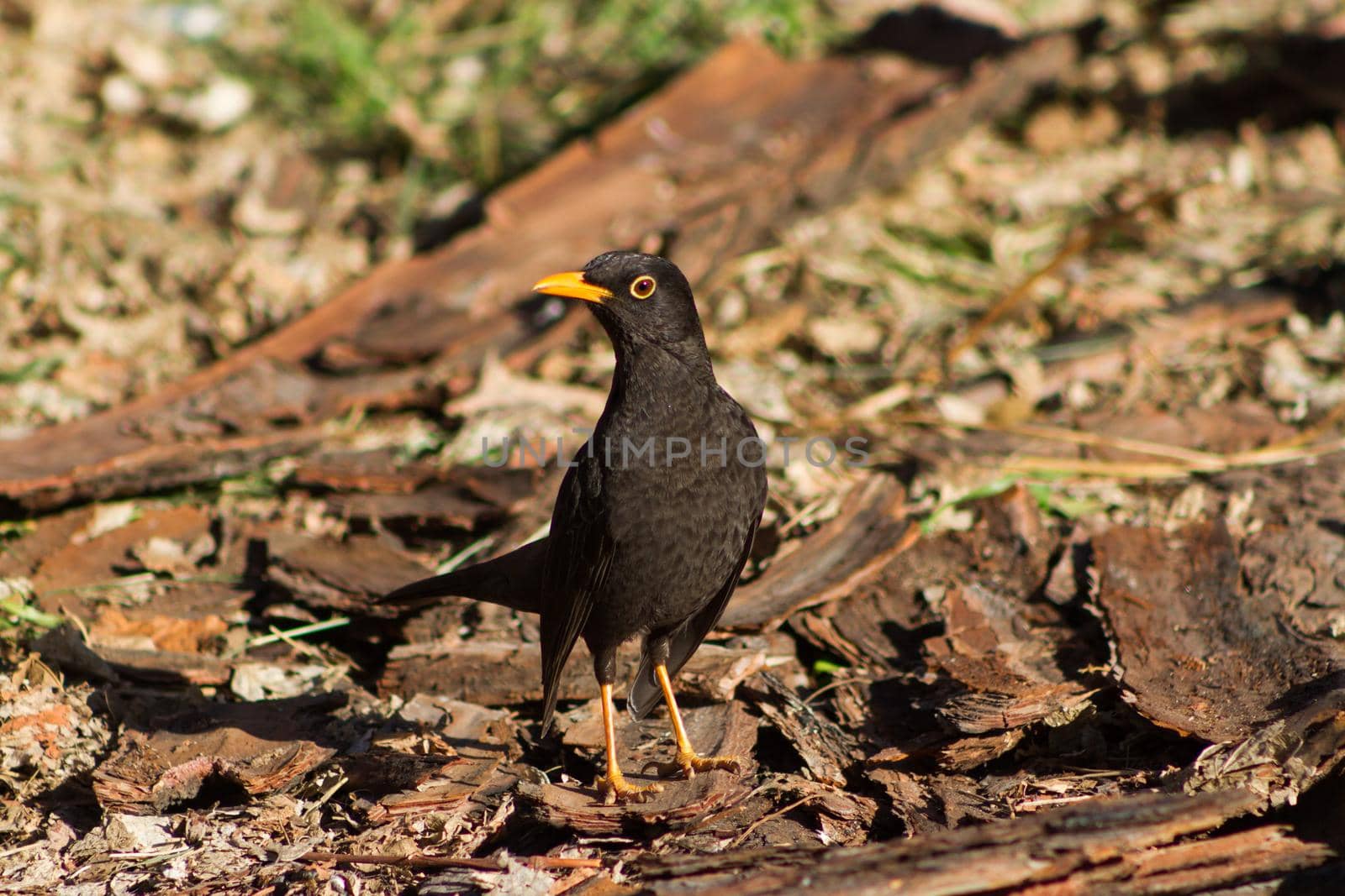 portrait of a common blackbird in the countryside of Argentina by GabrielaBertolini