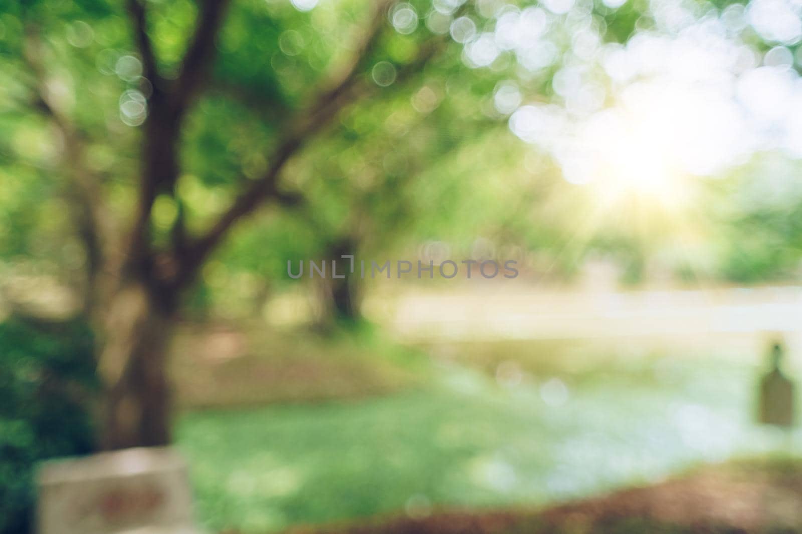 Green toned blurred nature bokeh public park with several trees backgound.