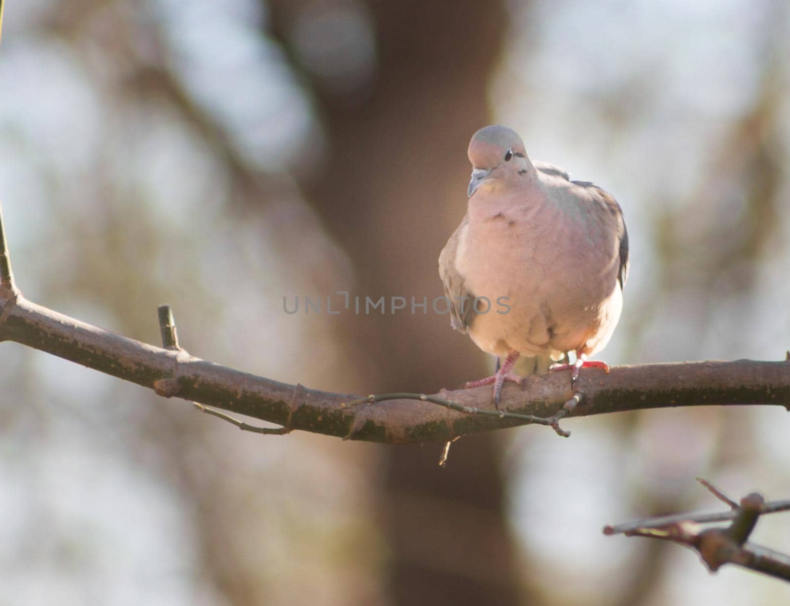a pigeon perched on the branch in its natural habitat in south america