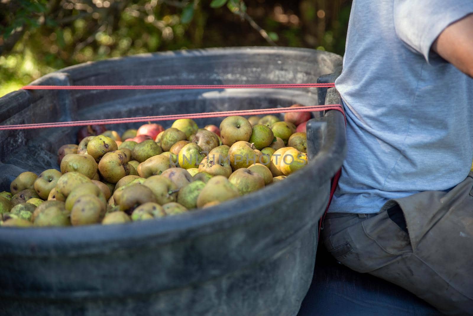 One man hauls a bin of fresh picked apples in orchard. by marysalen