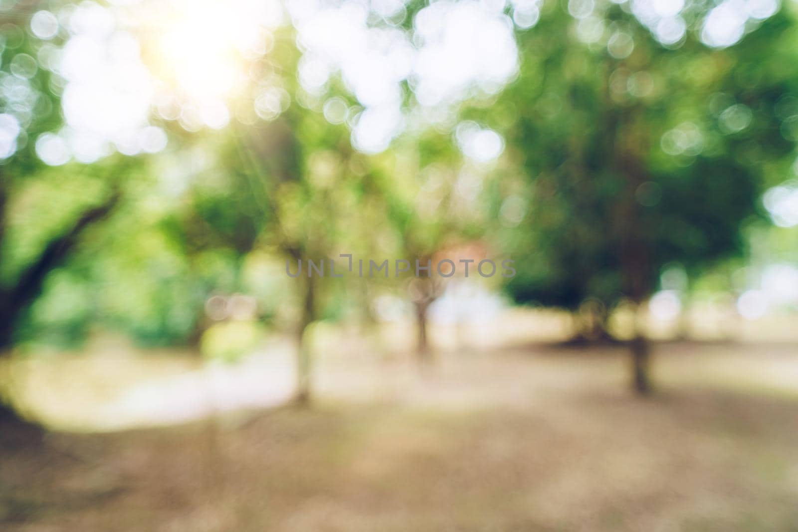 Green toned blurred nature bokeh public park with several trees backgound.