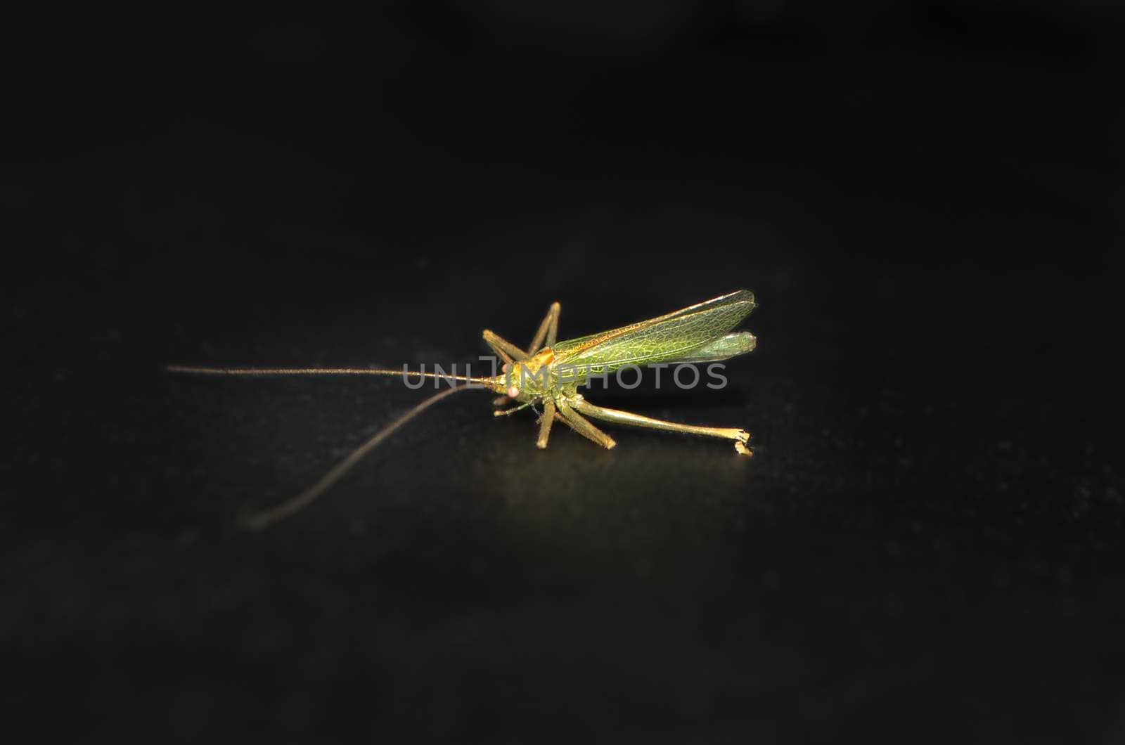 Painted Grasshopper on the black background by milastokerpro