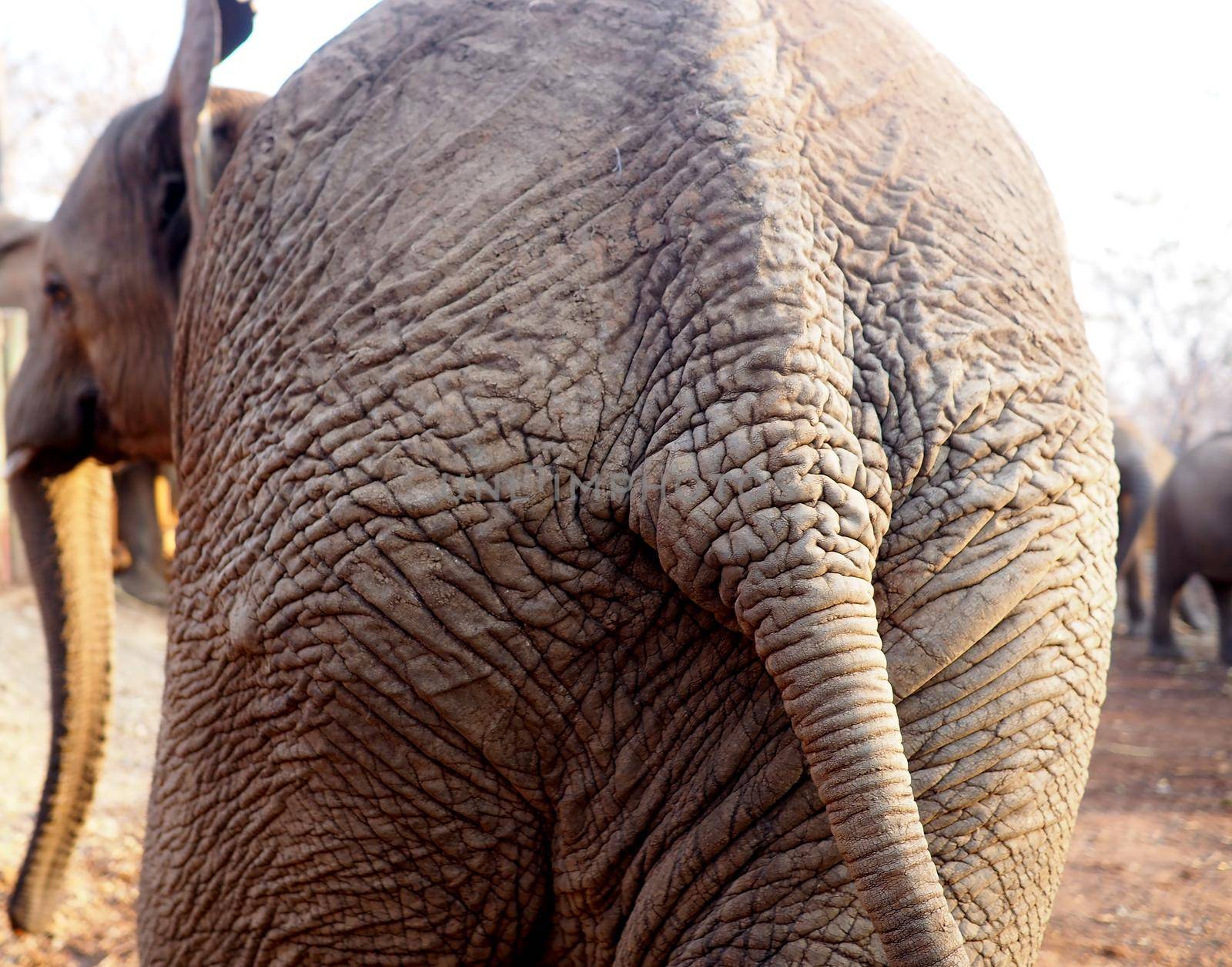 Close up of African elephant by fivepointsix