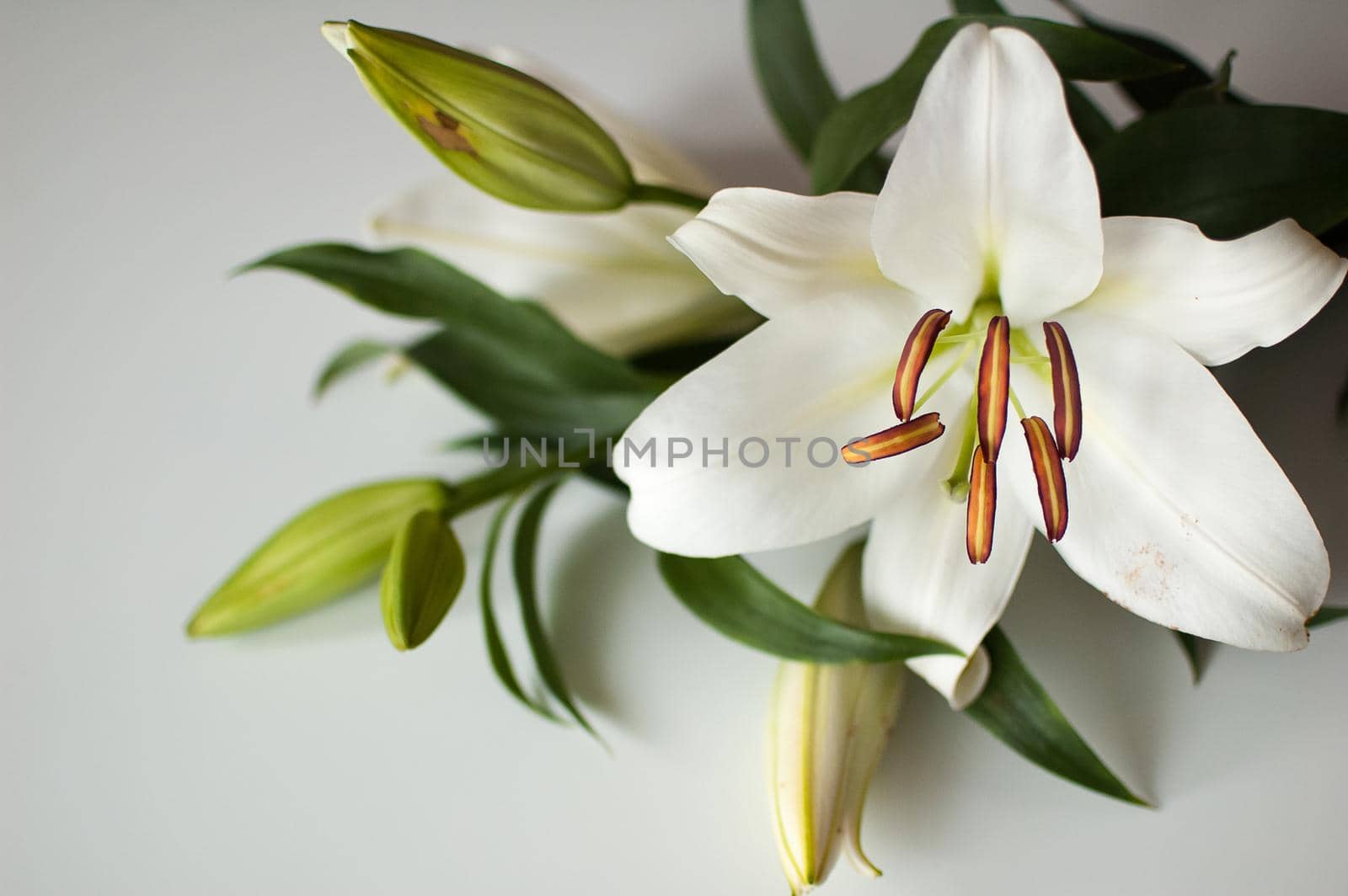 Photo of a perfect bouquet of beautiful lilies on table, white lily flowers by balinska_lv