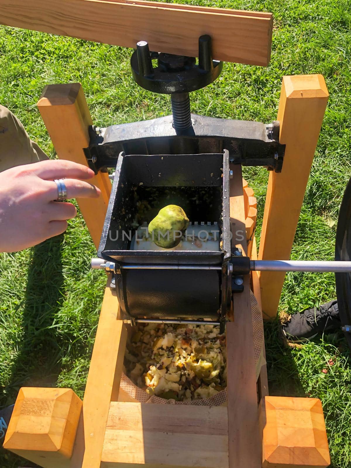 A hand throws an apple into the grinder of a cider press by marysalen