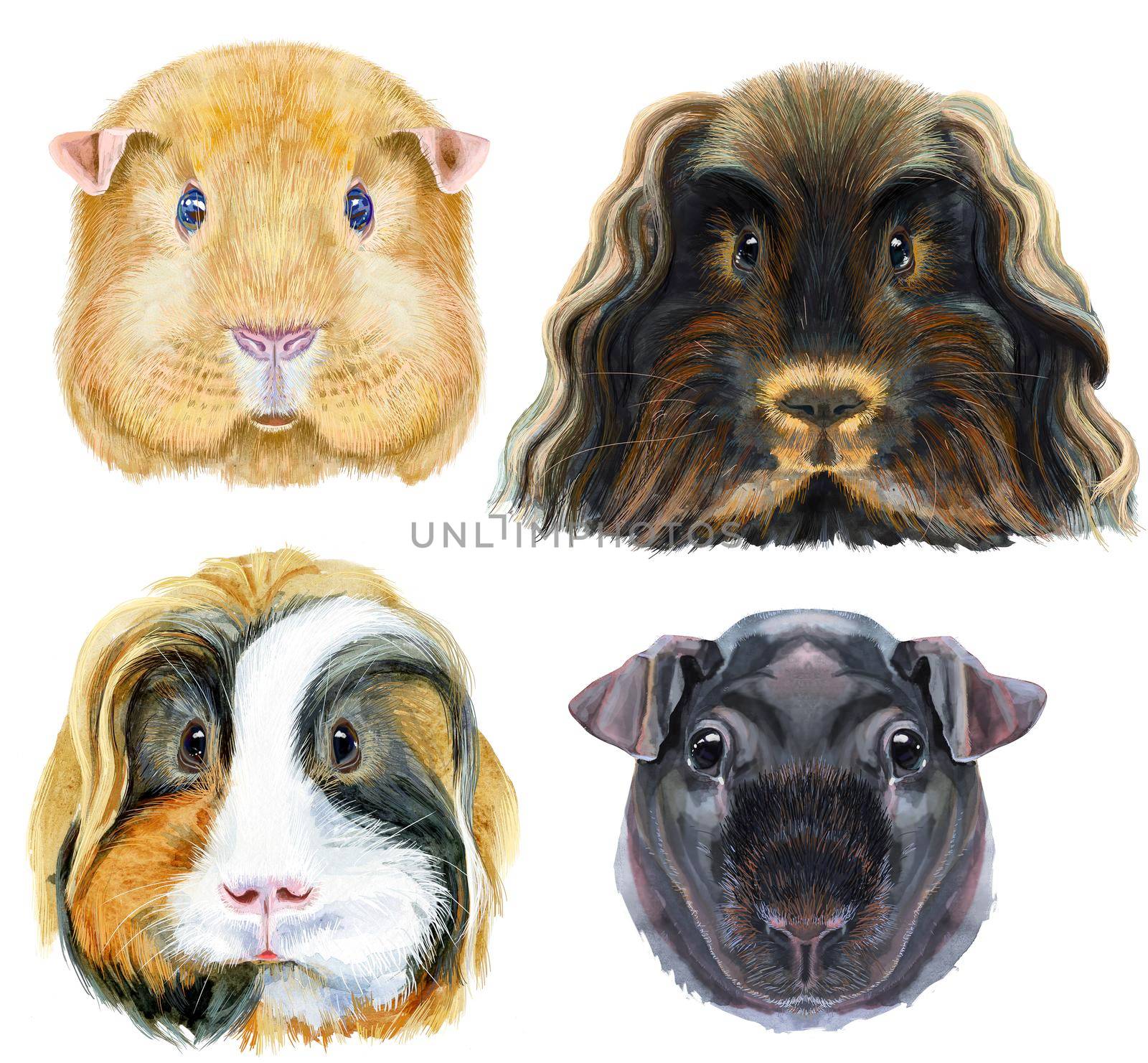 Watercolor portraits of Guinea Pigs on white background by NataOmsk