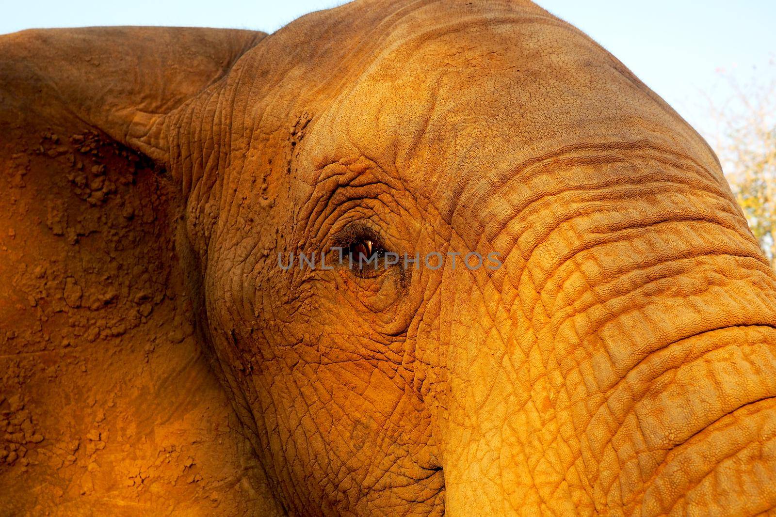Close up of African elephant by fivepointsix