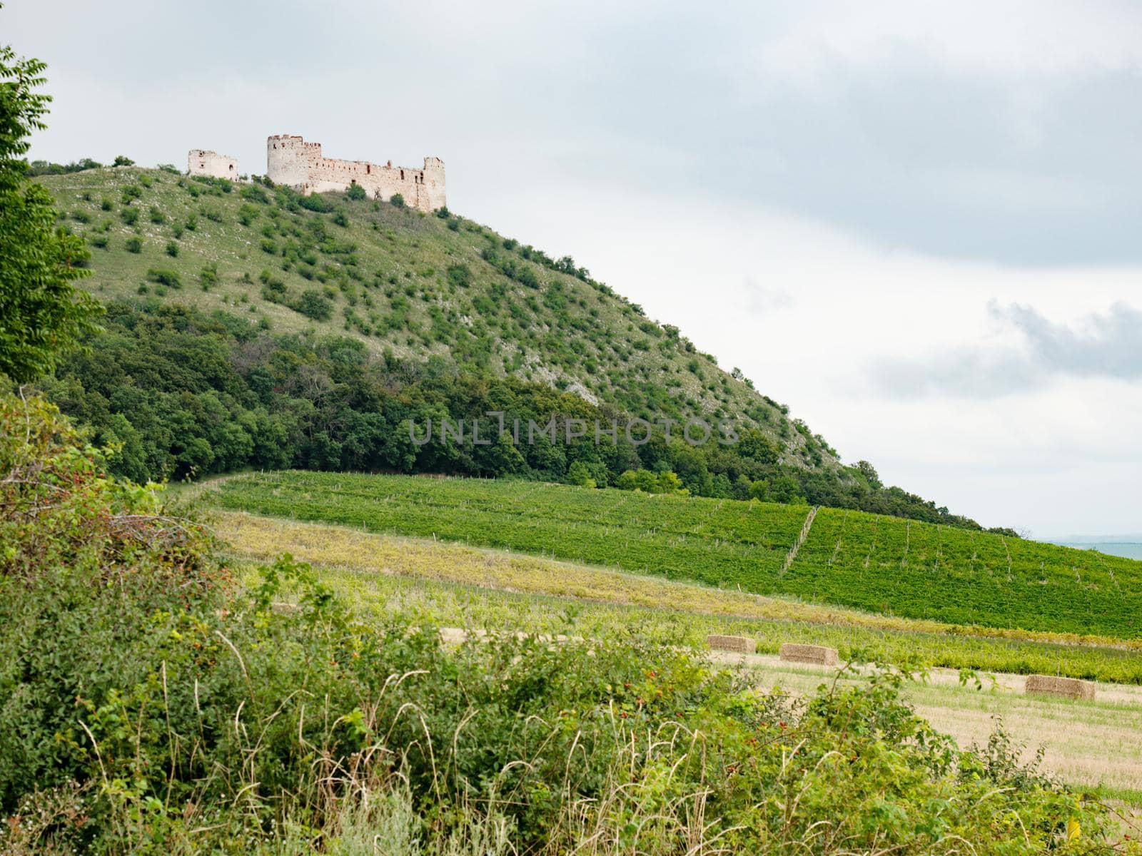 Devin Hill with the rest of Devicky castle above field and vineyard. Sunny summer day spent in South Moravia region, Czechia.